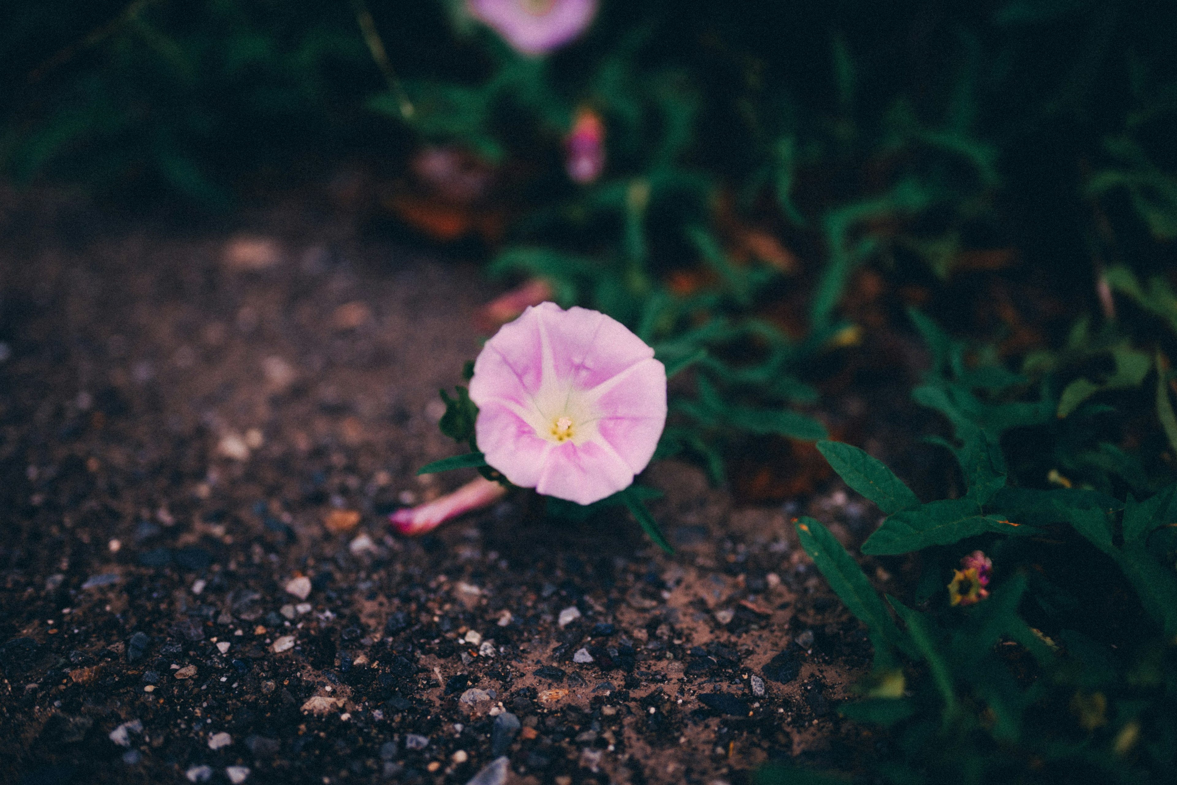 A pale pink flower blooming among green leaves on a gravel surface