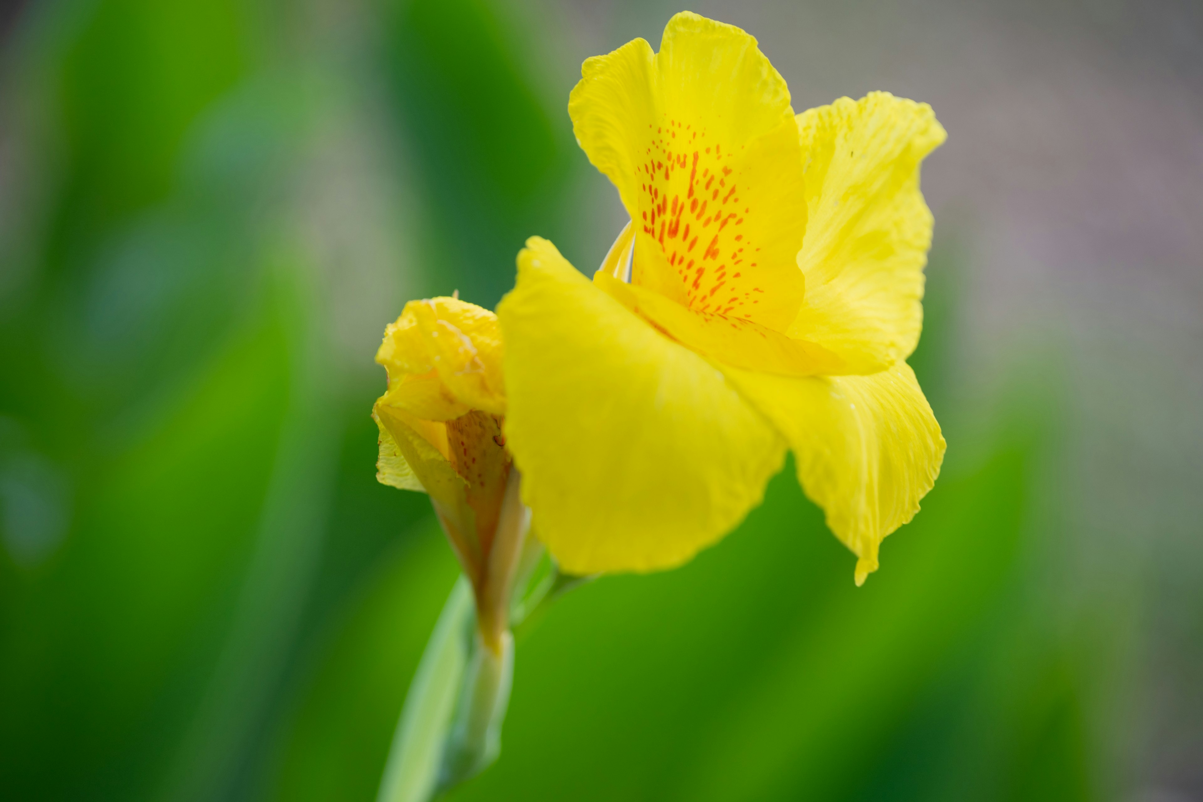 鮮やかな黄色の花が緑の葉の背景に映える