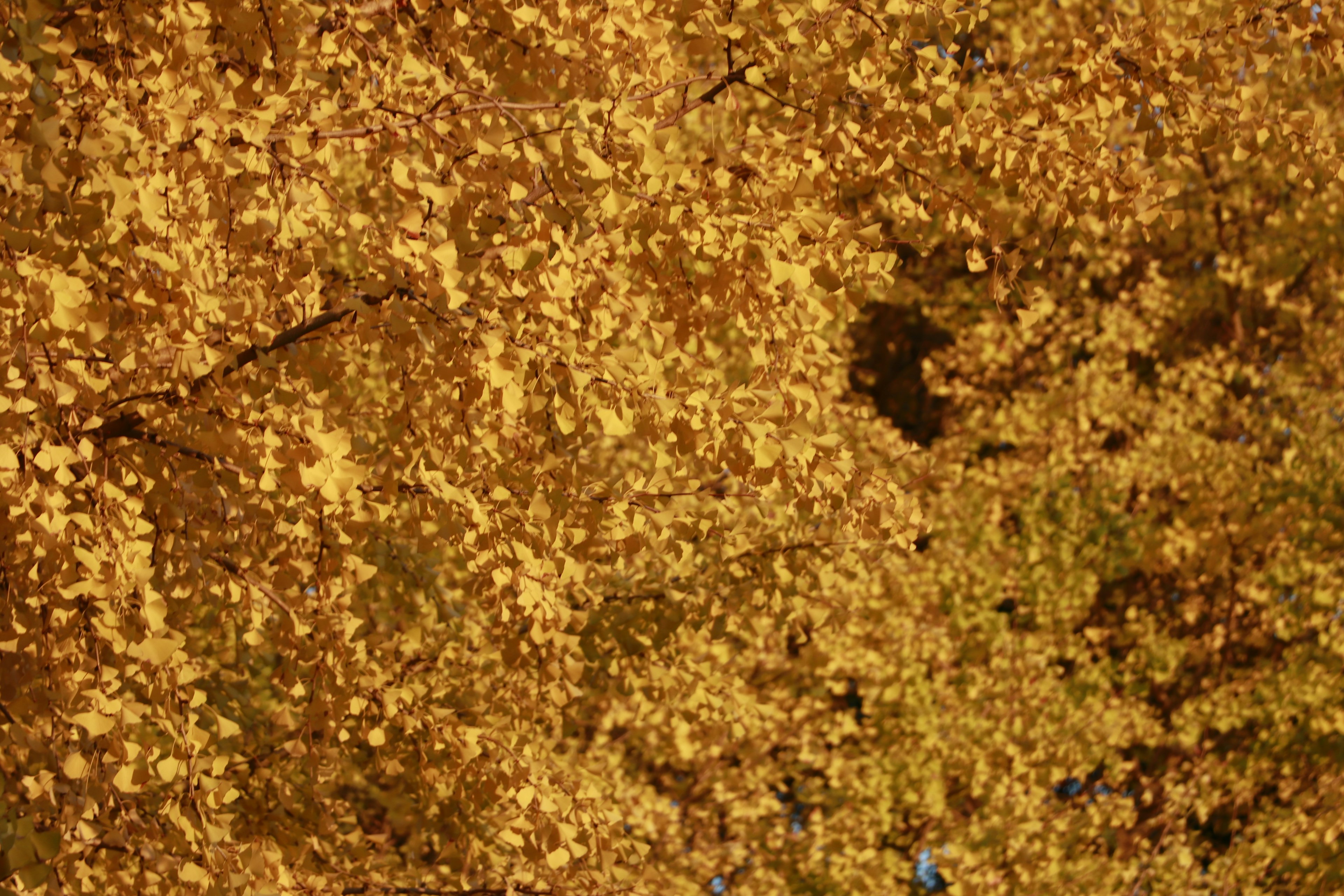 Boden bedeckt mit gelben Blättern in einer herbstlichen Umgebung