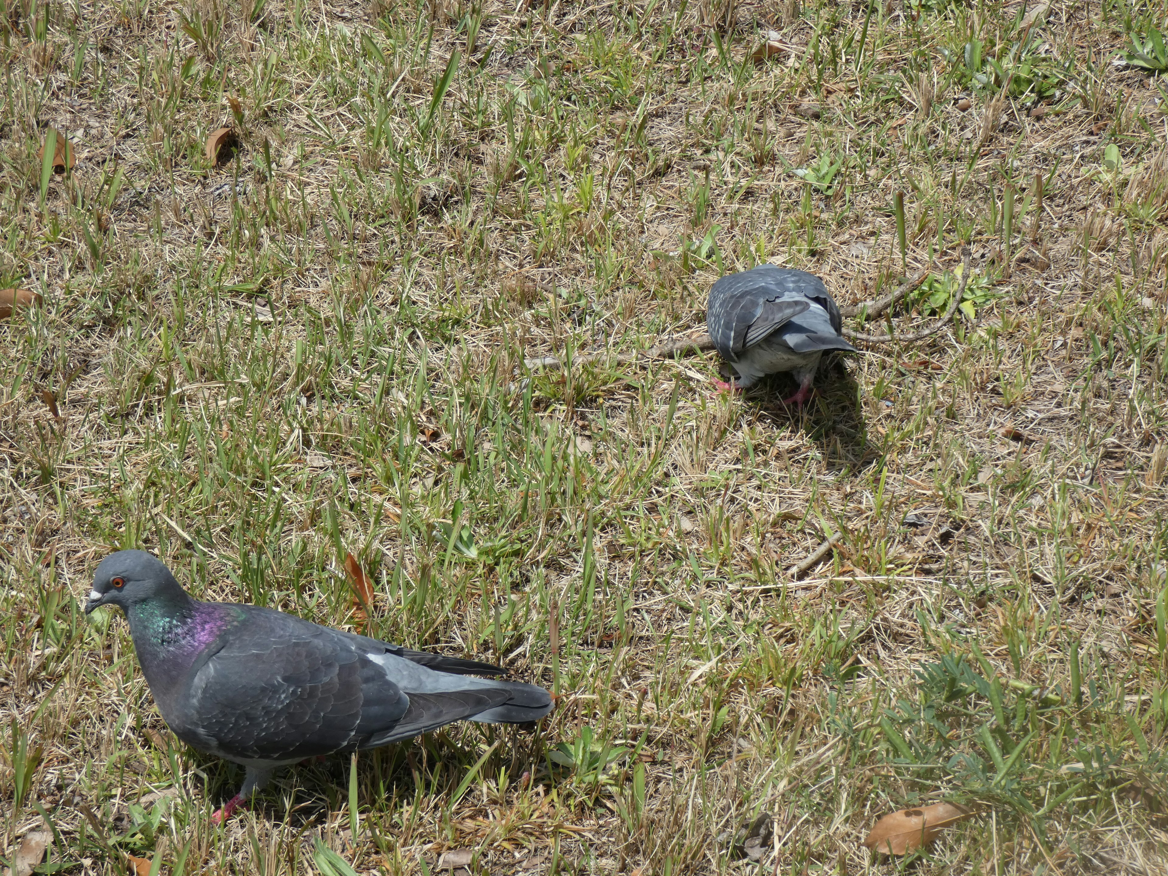 Two gray pigeons on grass, one with a purple sheen