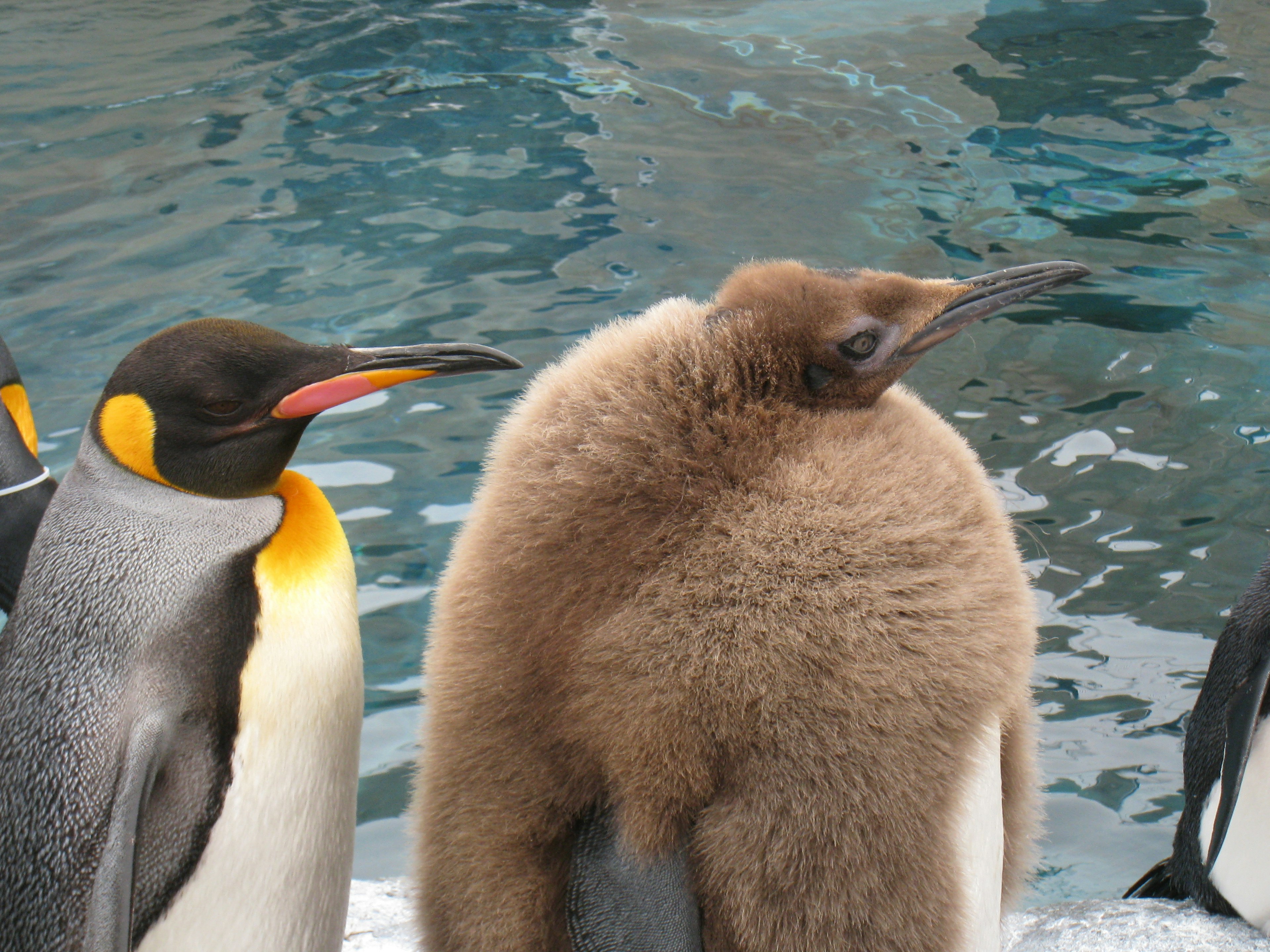 Two penguins standing by the water one is an adult with an orange collar and the other is a fluffy chick