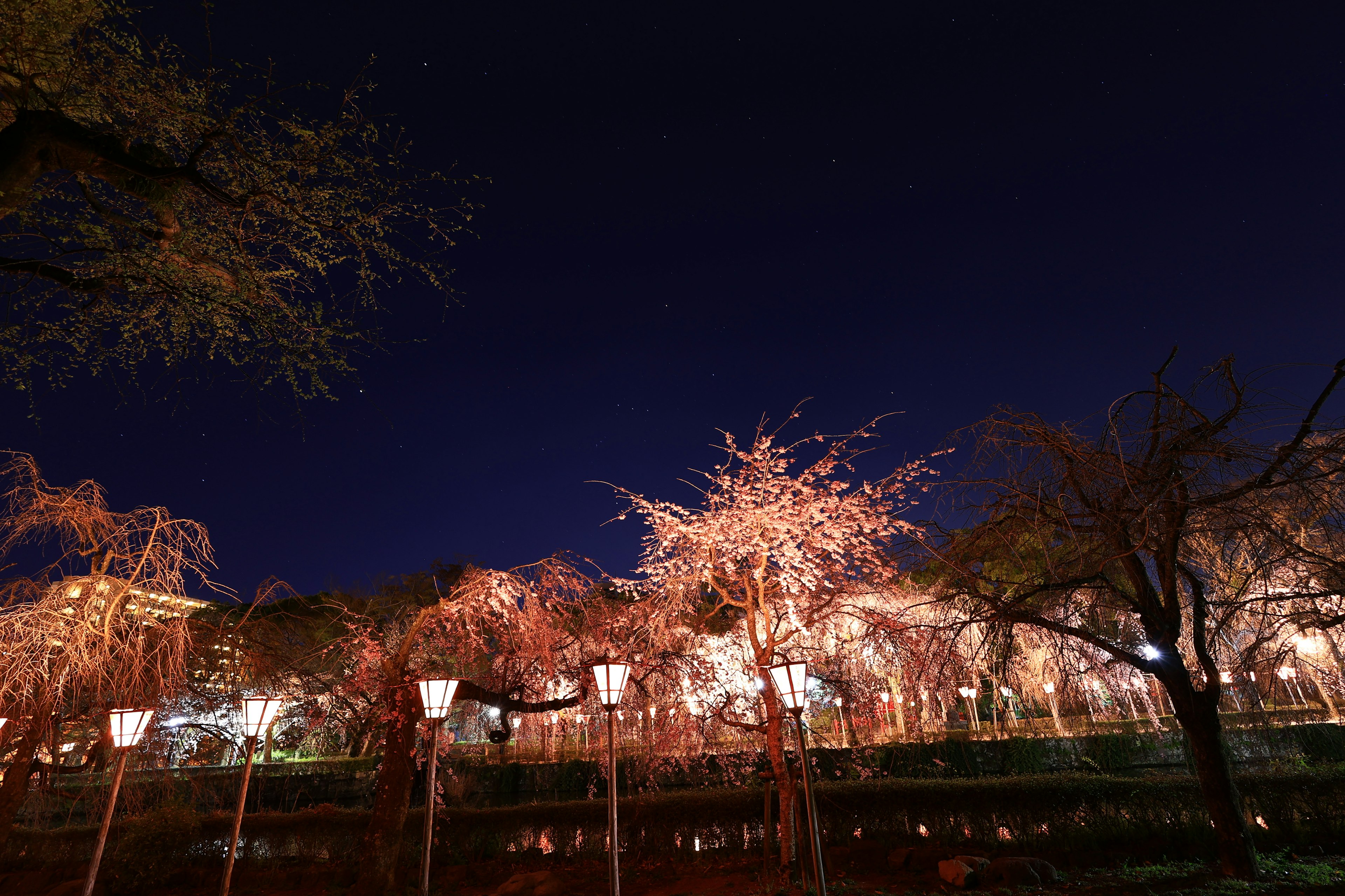 Cherry blossom trees illuminated at night with lanterns in a park