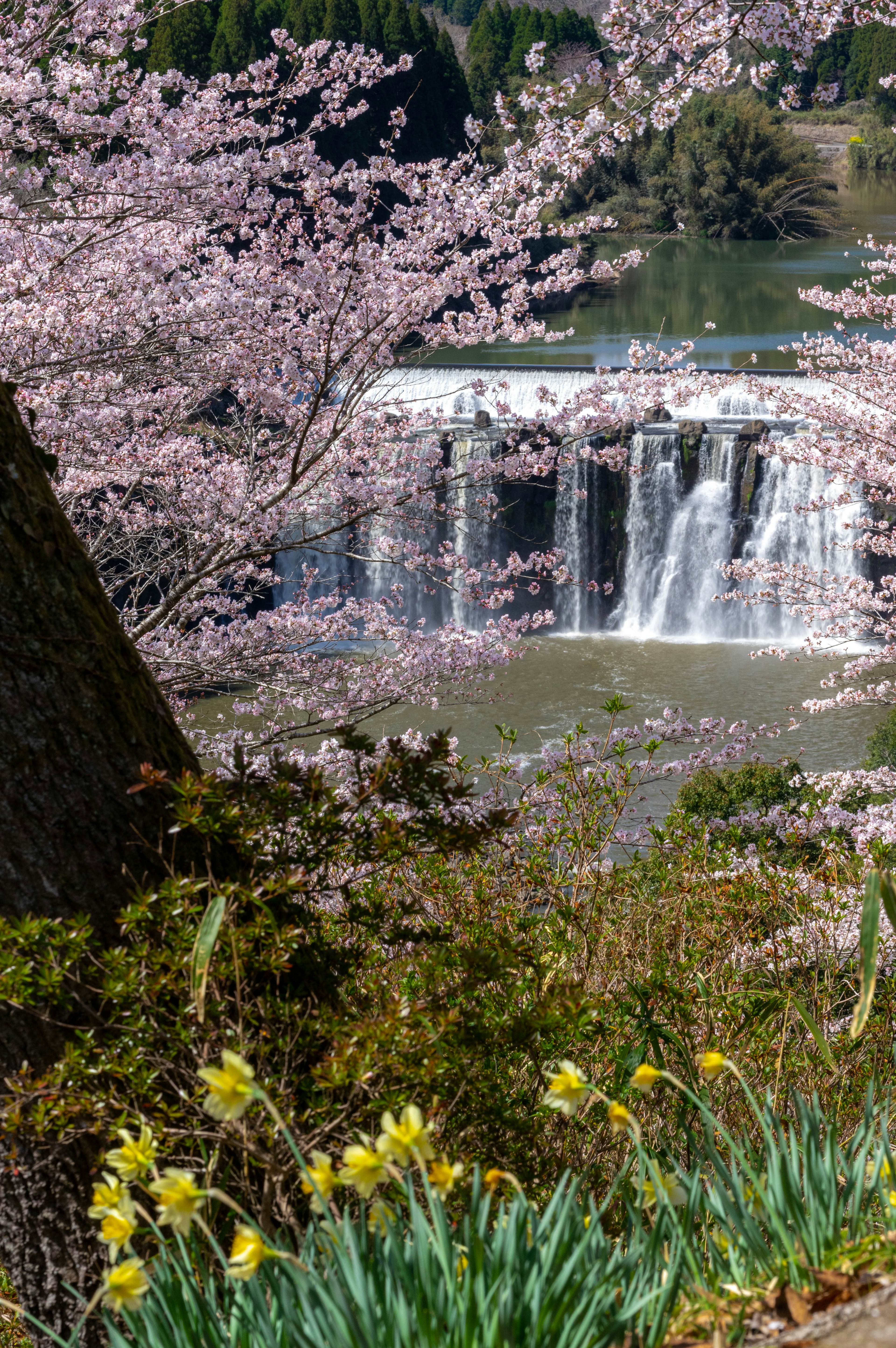 Bellissimo paesaggio con alberi di ciliegio in fiore e una cascata Fiori di primavera in fiore