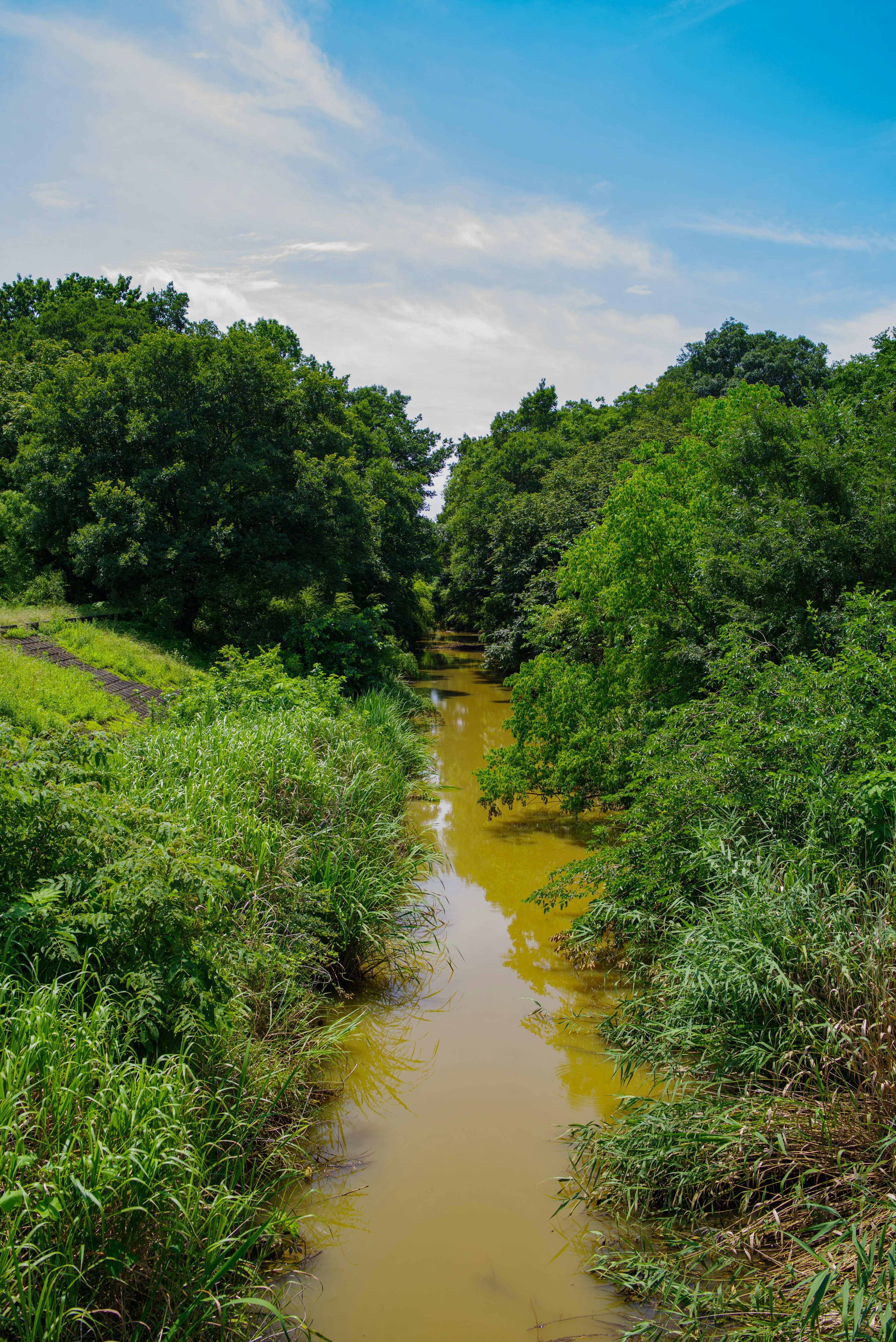 Vista escénica de un arroyo turbio rodeado de vegetación exuberante