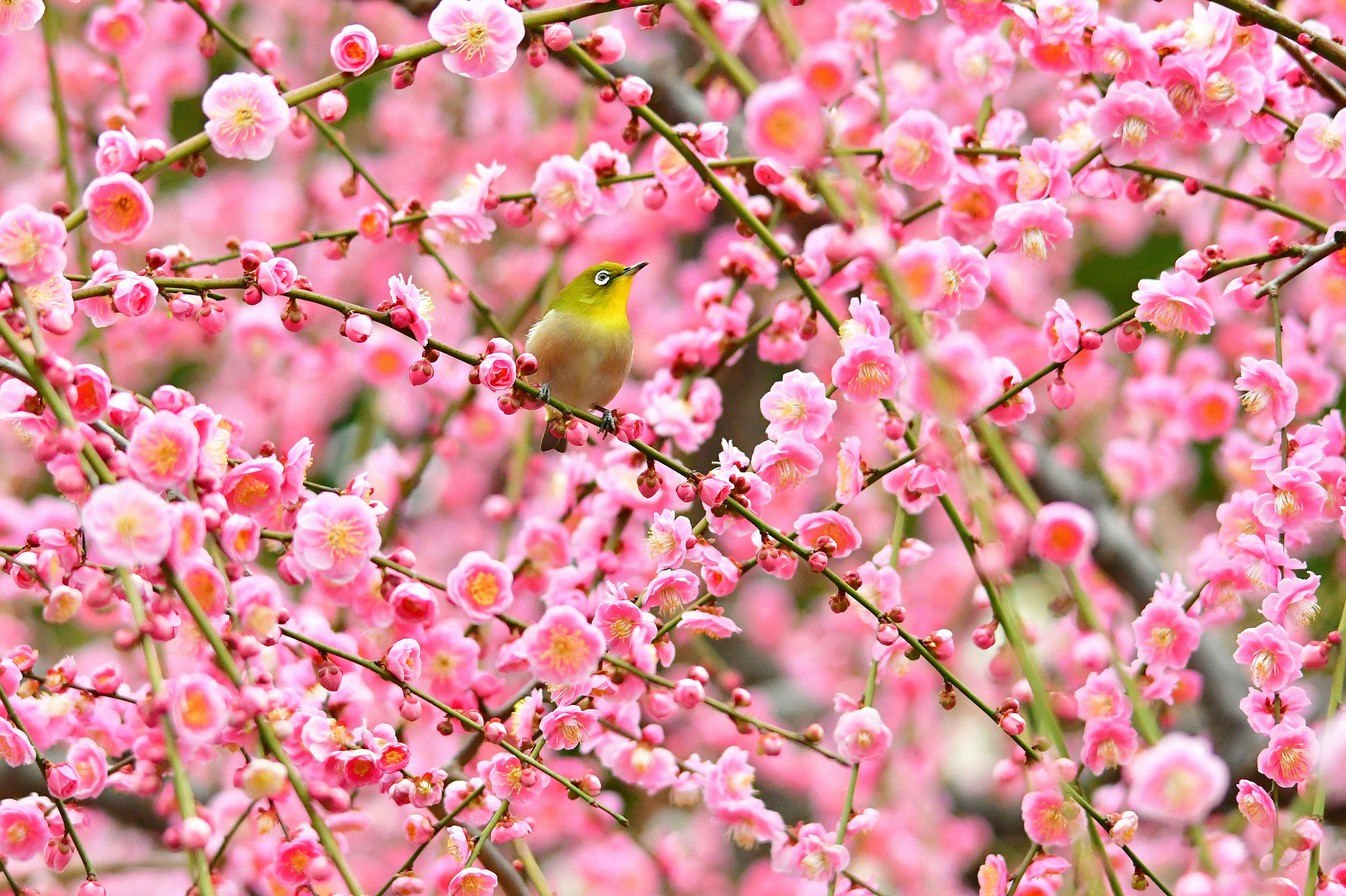 Ein kleiner Vogel zwischen blühenden rosa Kirschblüten