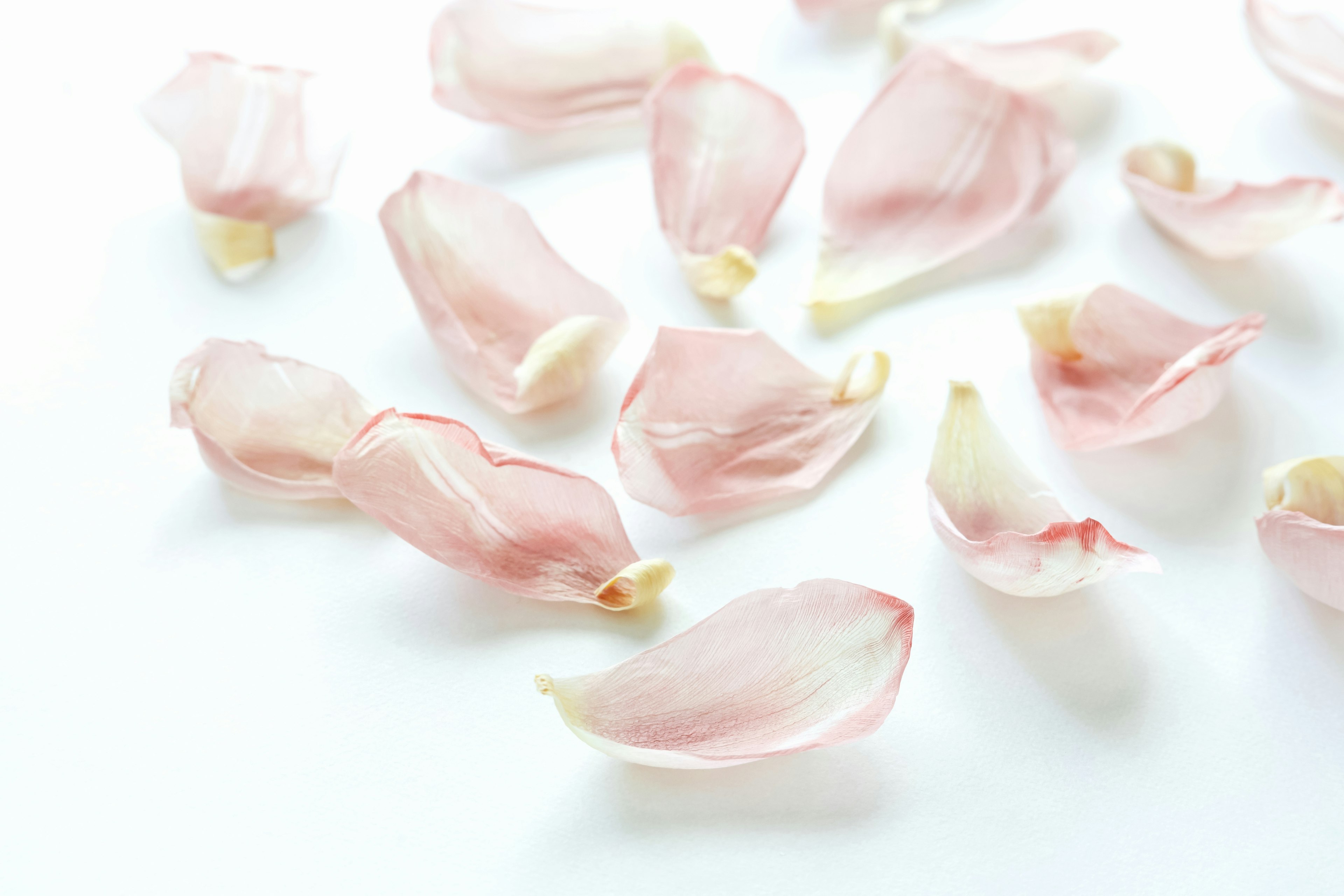 Pétalos de flores rosa pálido esparcidos sobre un fondo blanco