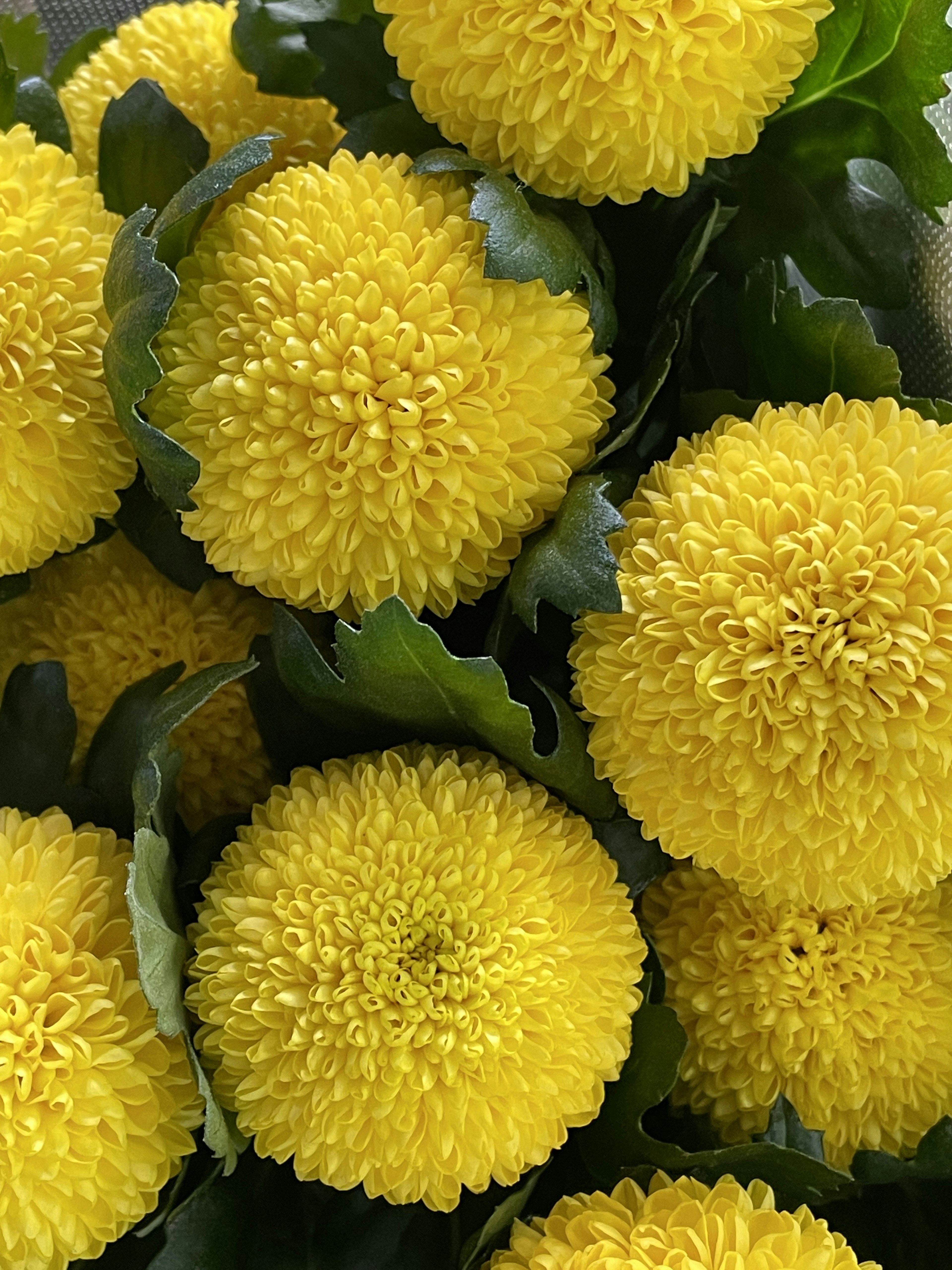 A cluster of vibrant yellow chrysanthemums surrounded by green leaves