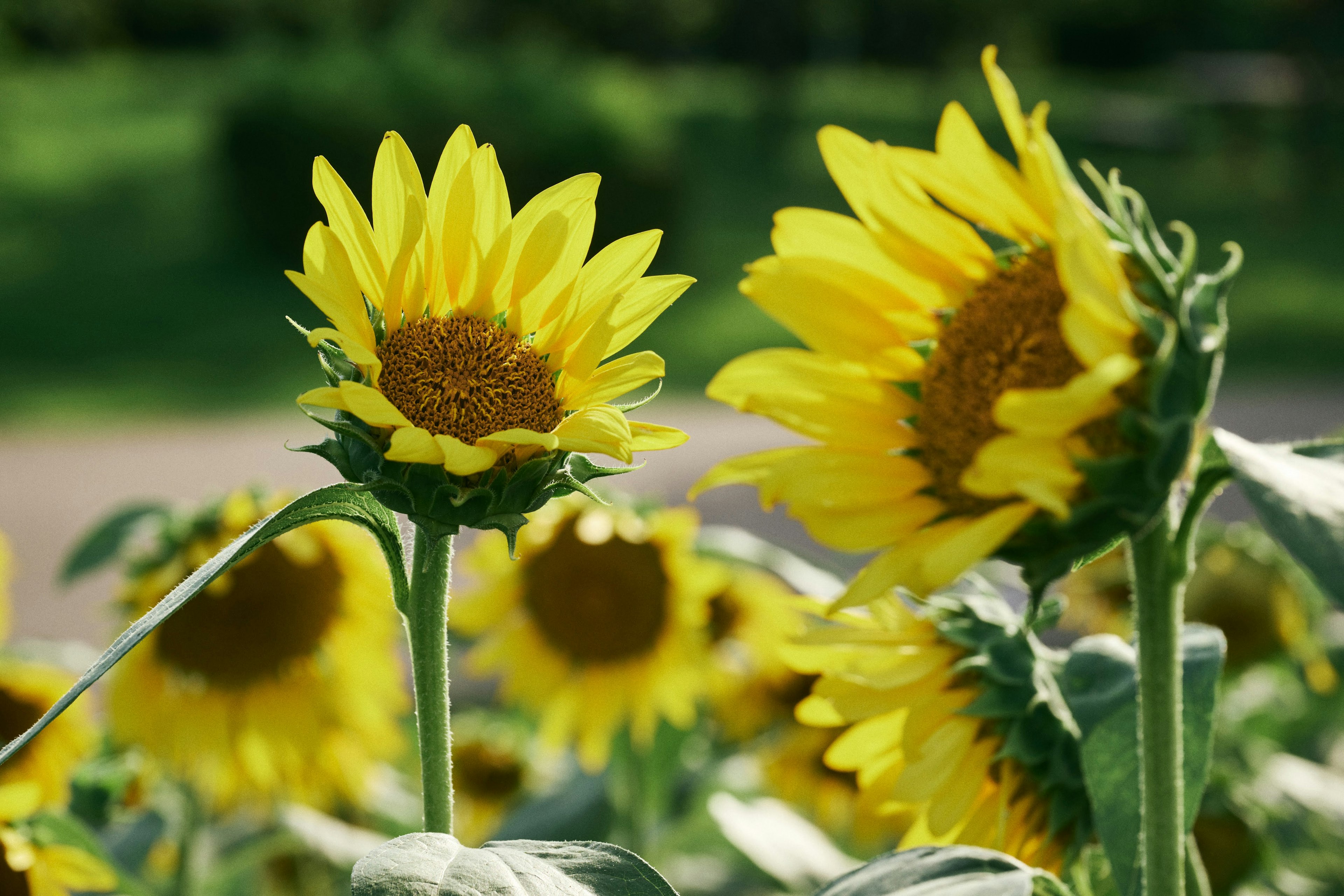 Close-up of bright yellow sunflowers in a field