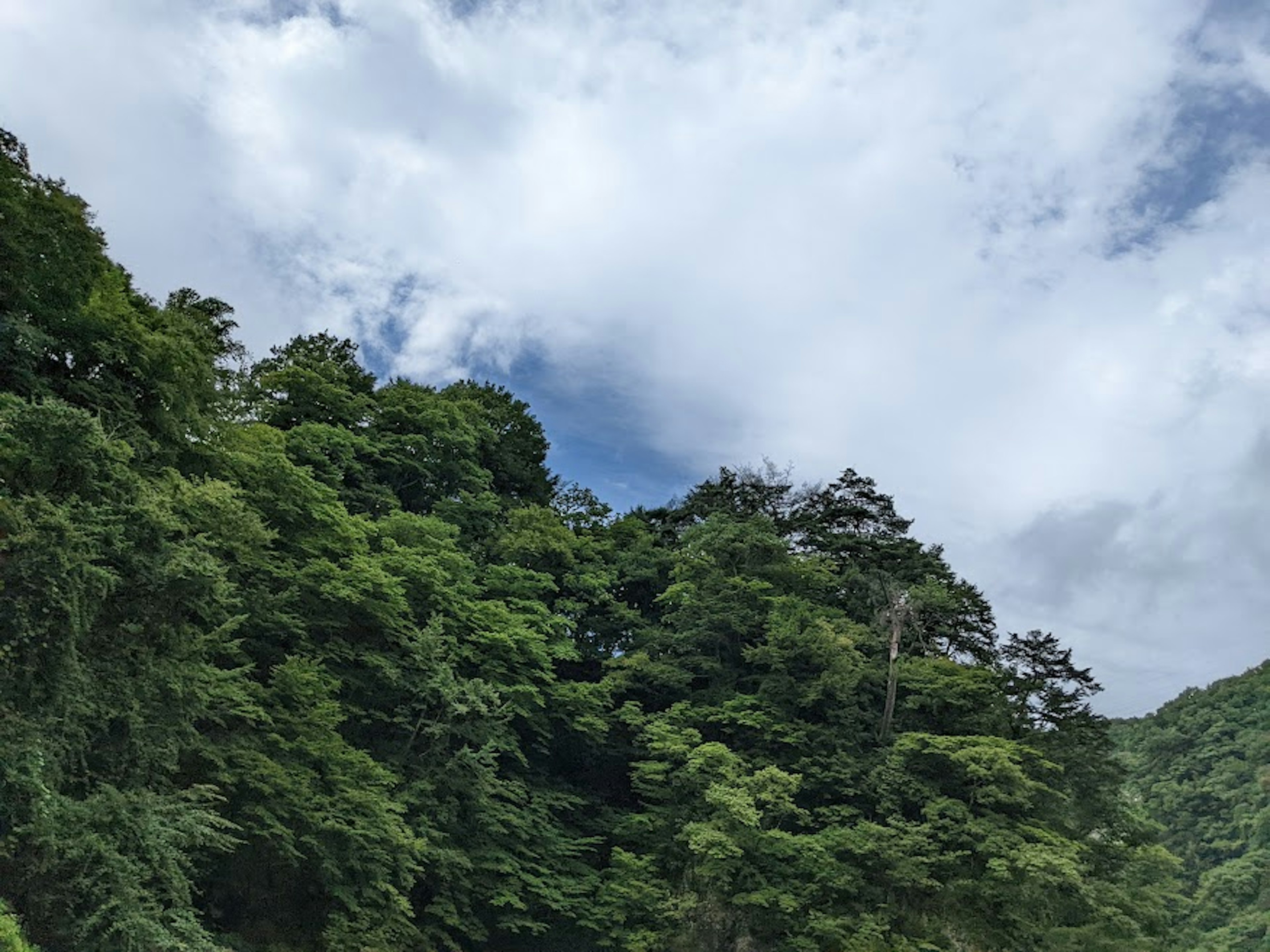 Lush green trees under a cloudy sky