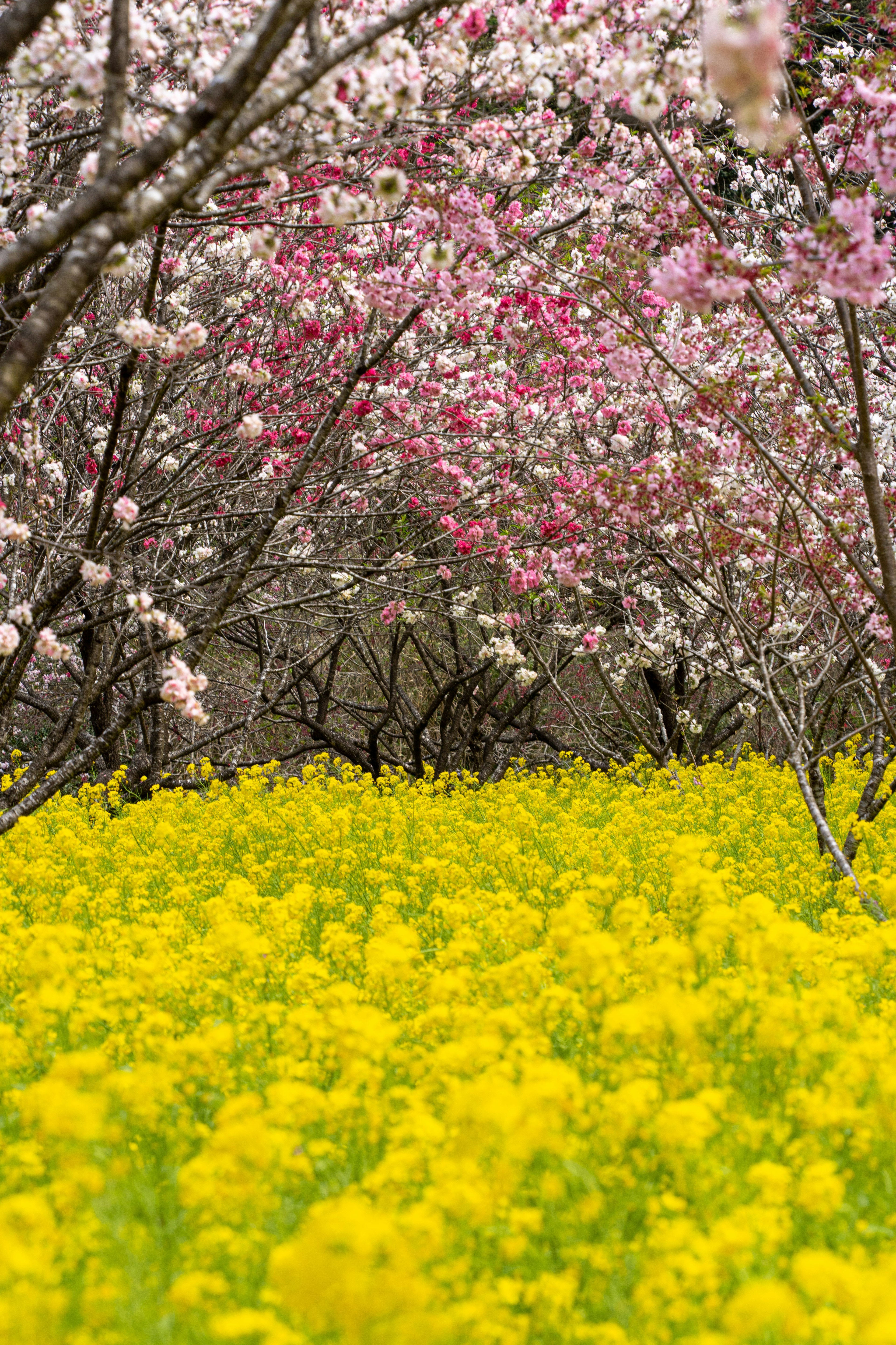 桜の木と黄色い花の道が続く美しい風景