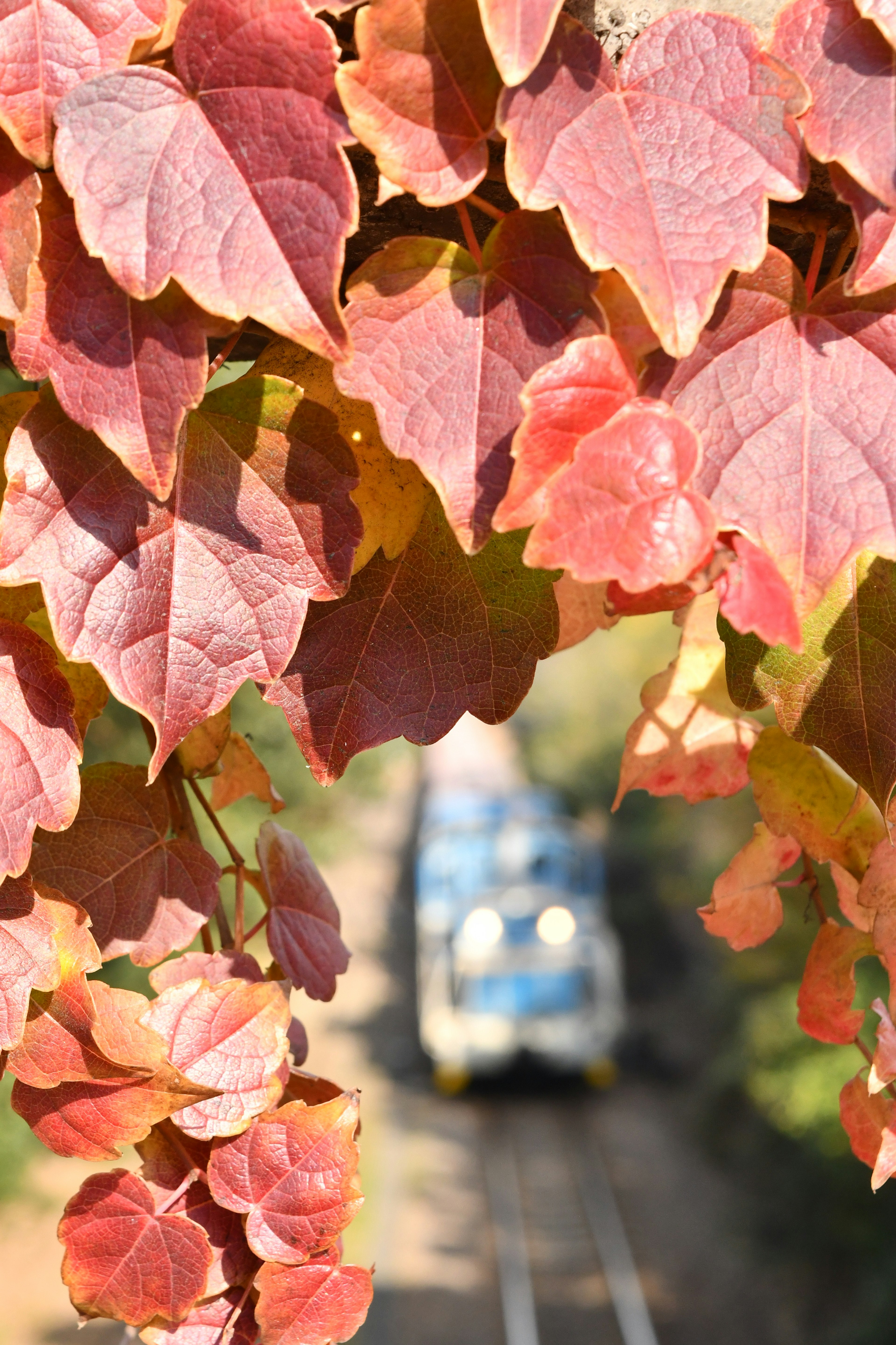 秋の紅葉に囲まれた列車の風景