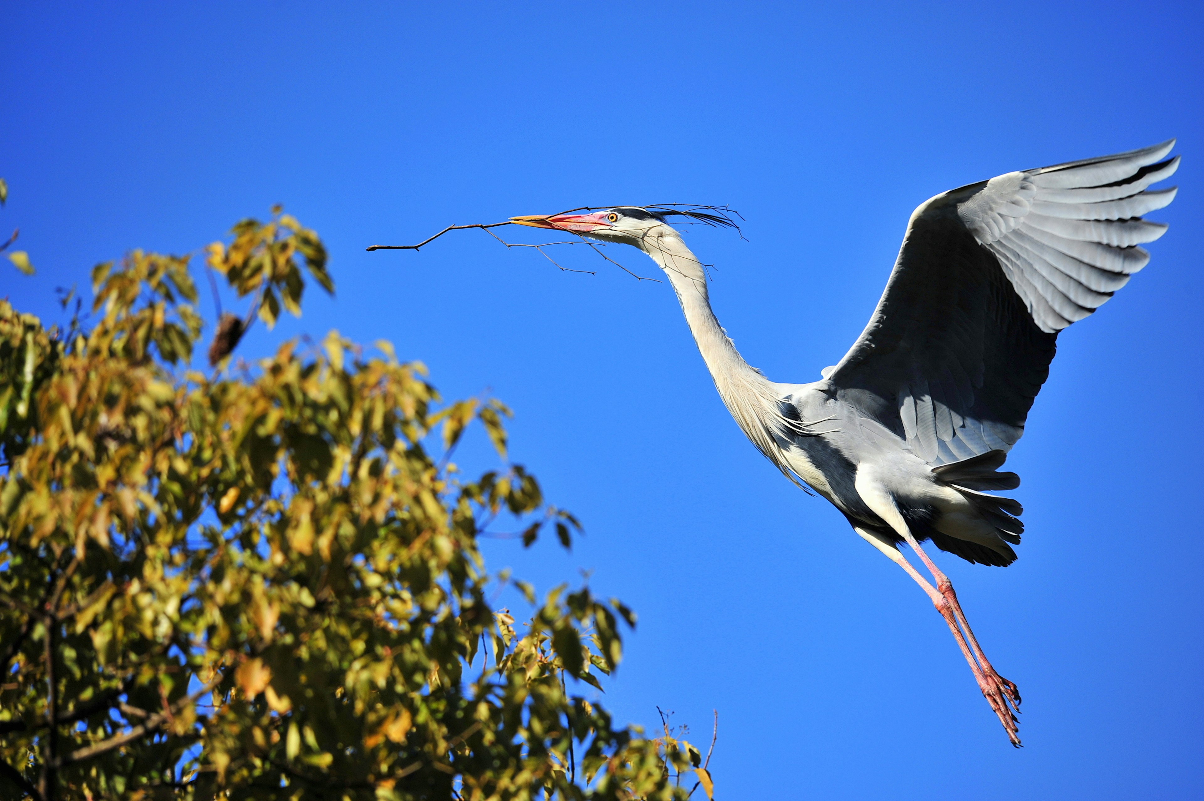 A heron flying against a blue sky holding a stick in its beak