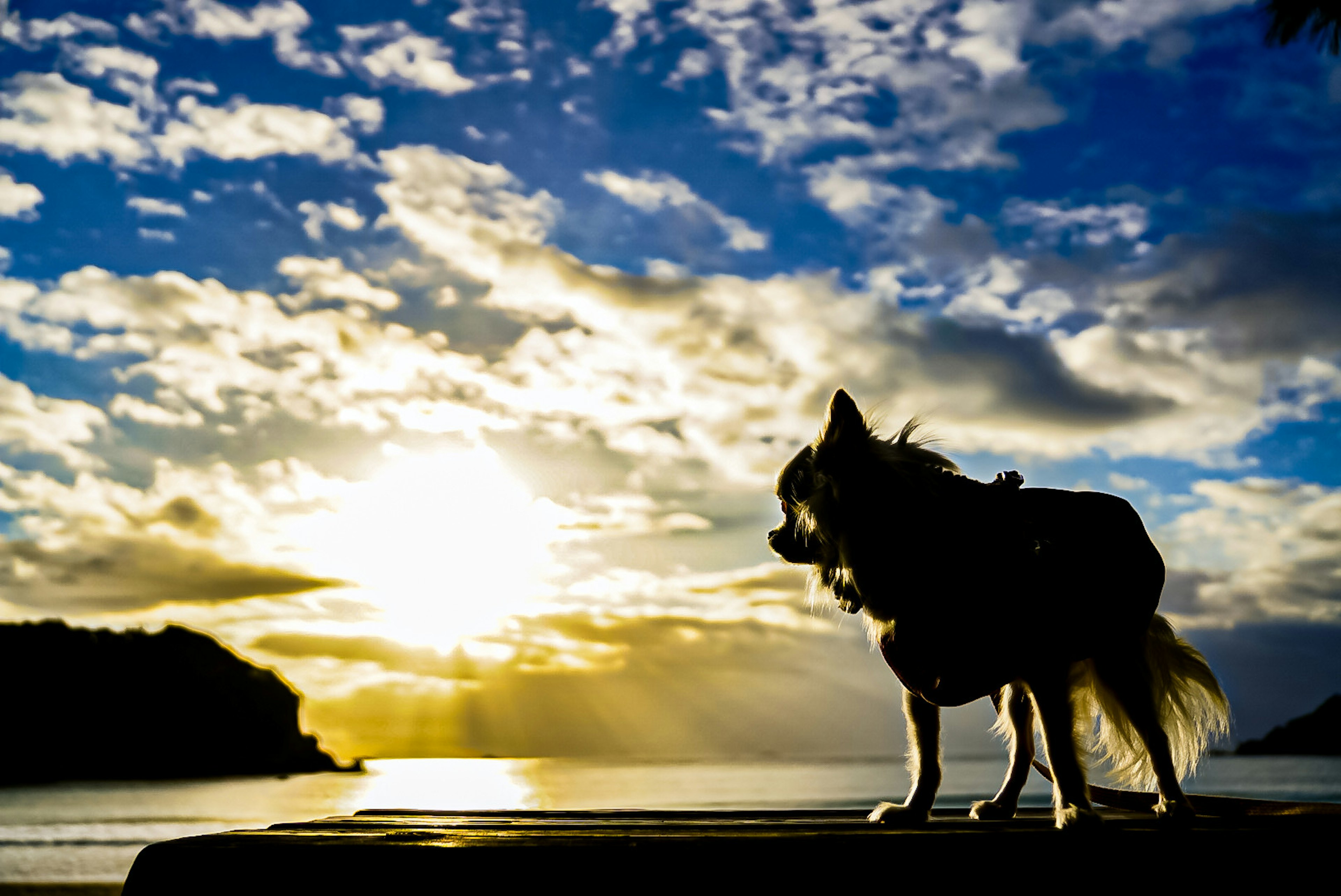 Siluet anjing berdiri melawan matahari terbenam dengan laut dan langit yang indah