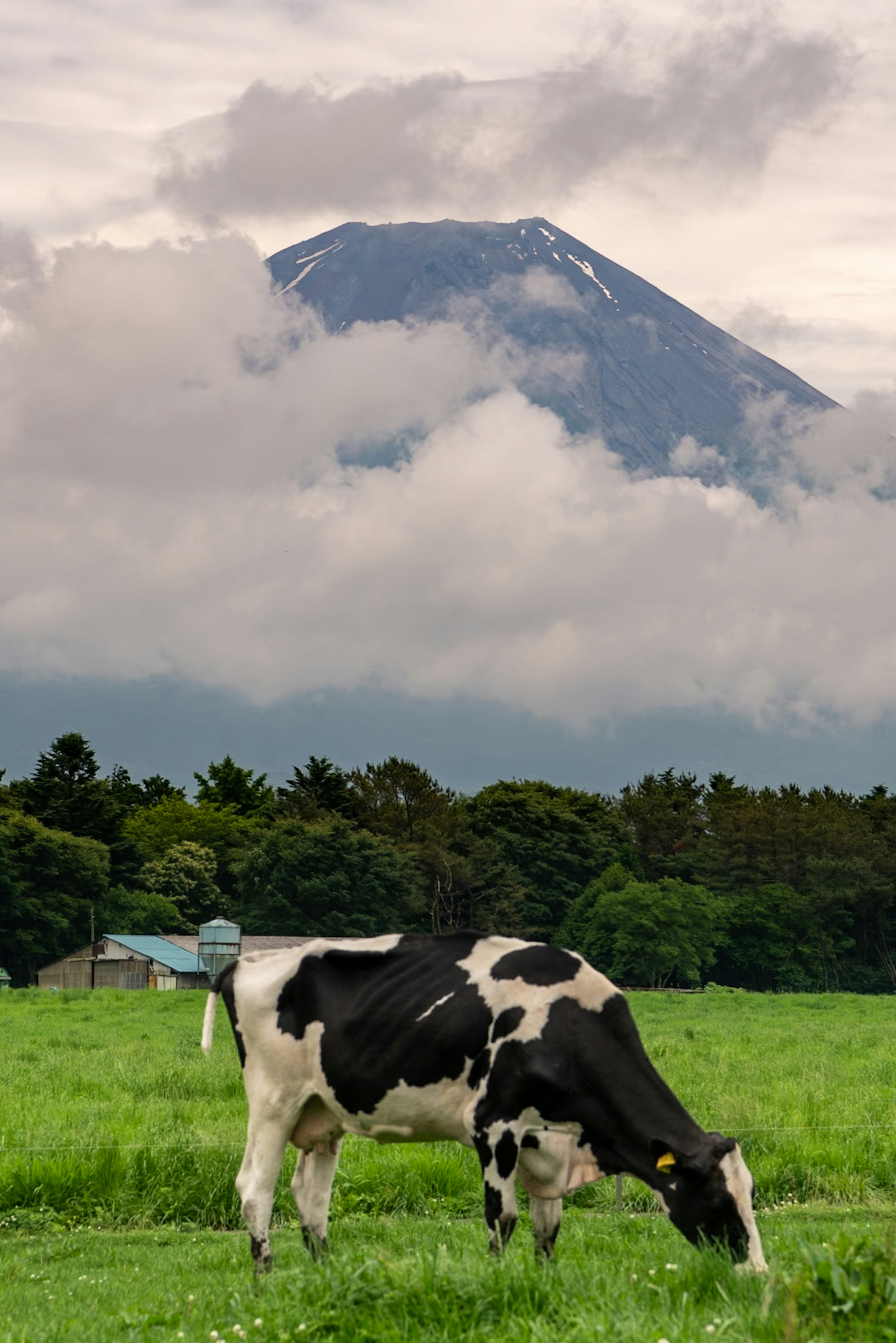 黒い牛が緑の草を食べている背景に山がある風景