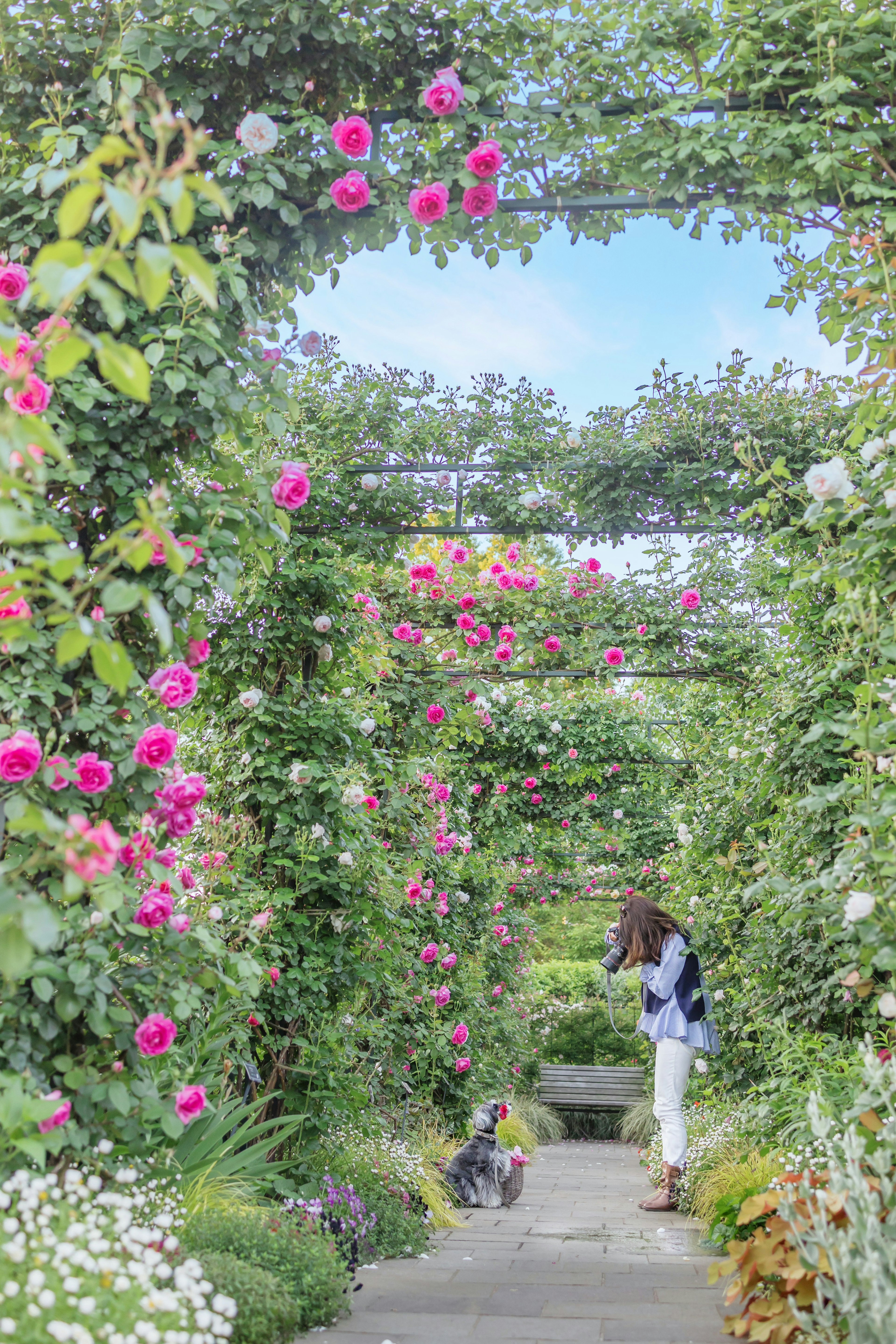 A woman walking along a flower-covered path in a beautiful garden with a cat