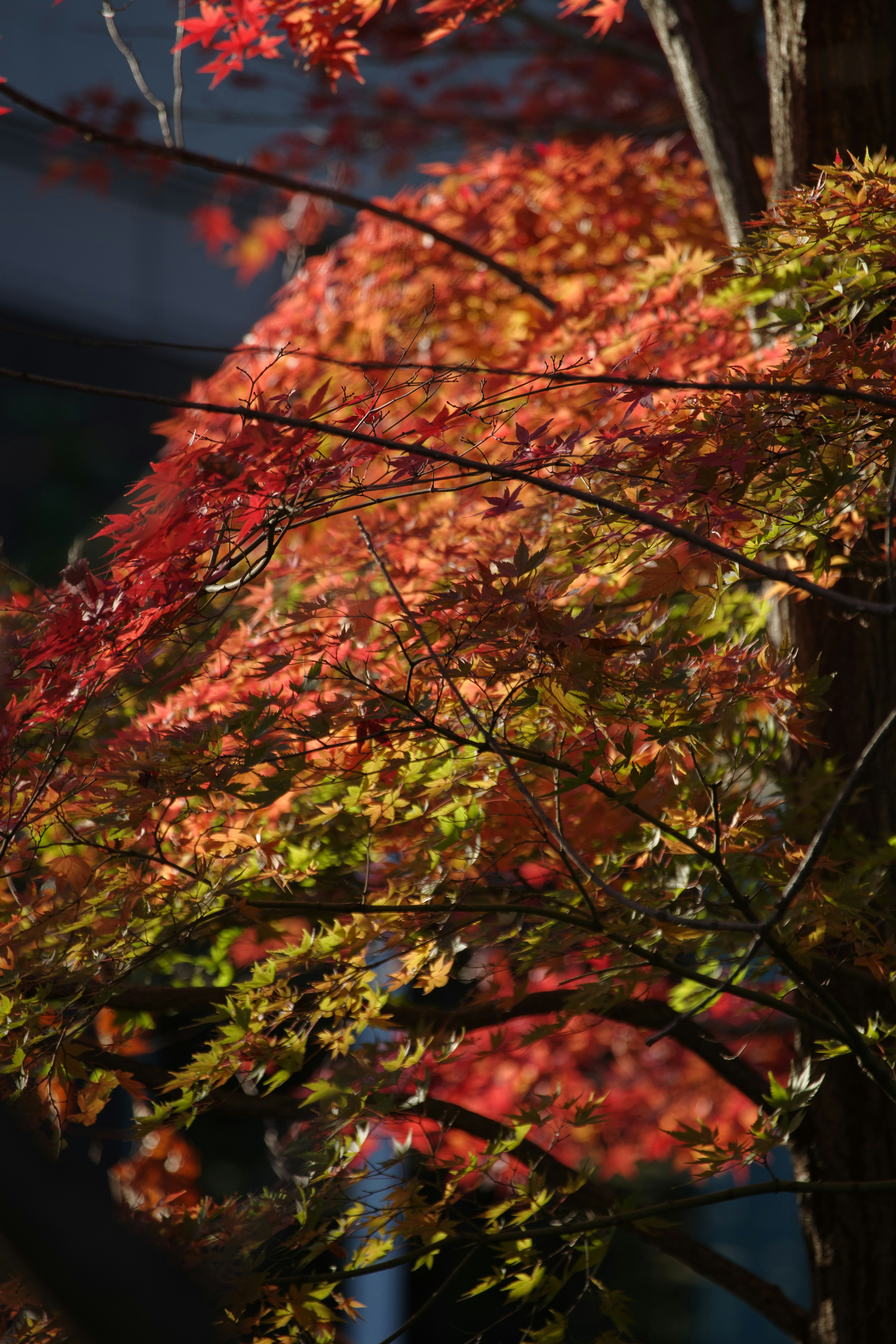 Lebendige rote und orange Blätter schmücken die Herbstbäume in einer schönen Szene