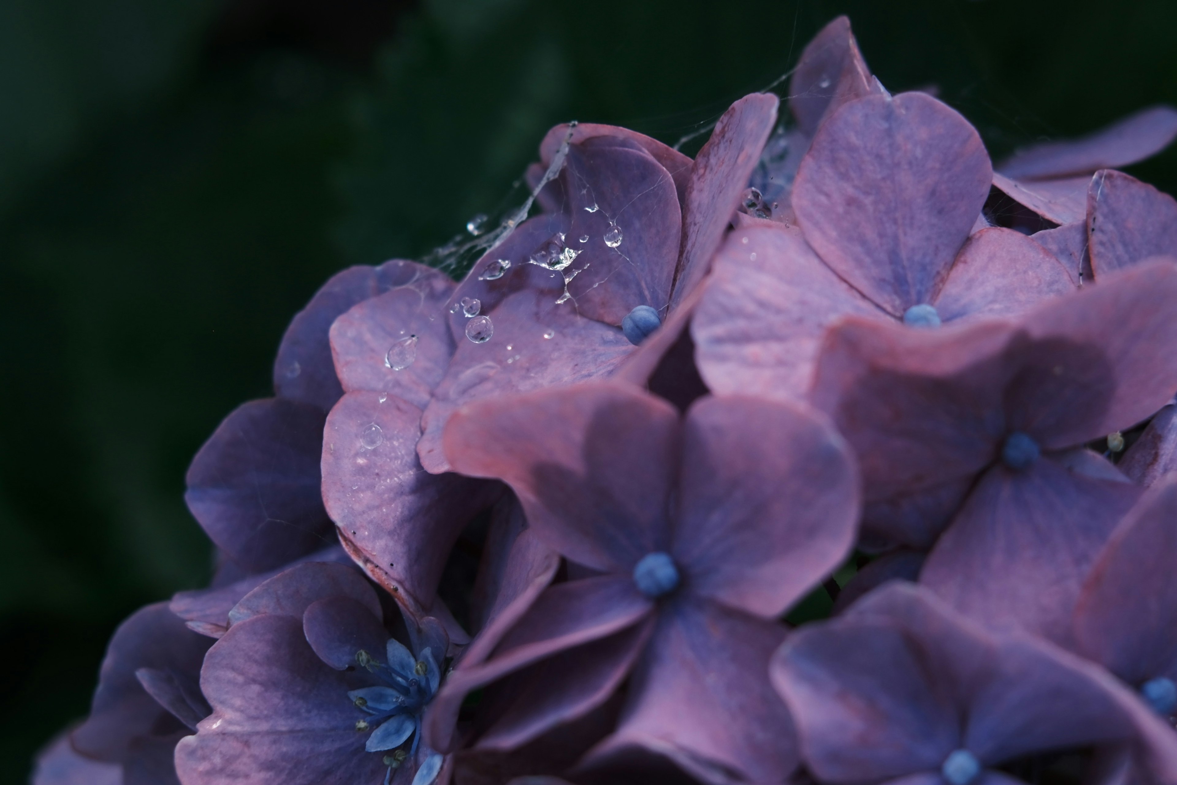 Gros plan de pétales d'hortensia violets avec des gouttes d'eau
