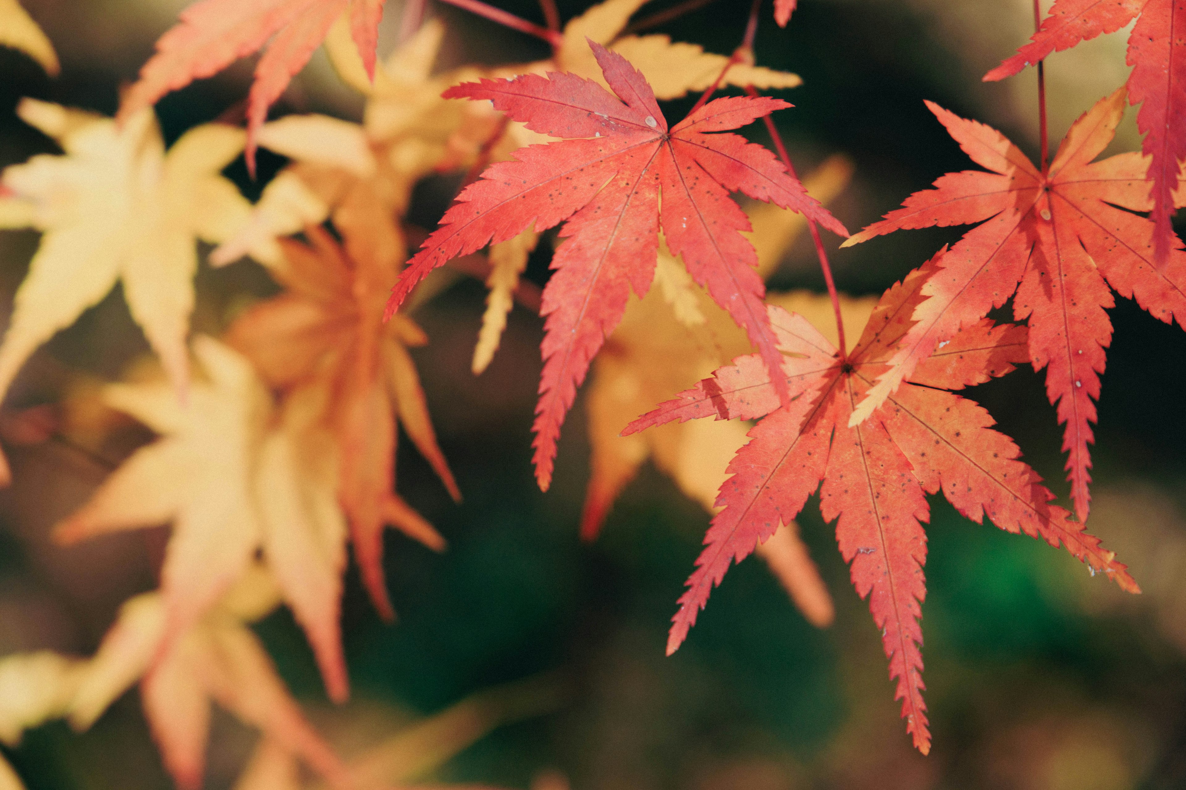 Daun maple yang cerah dalam nuansa merah dan kuning menunjukkan keindahan musim gugur