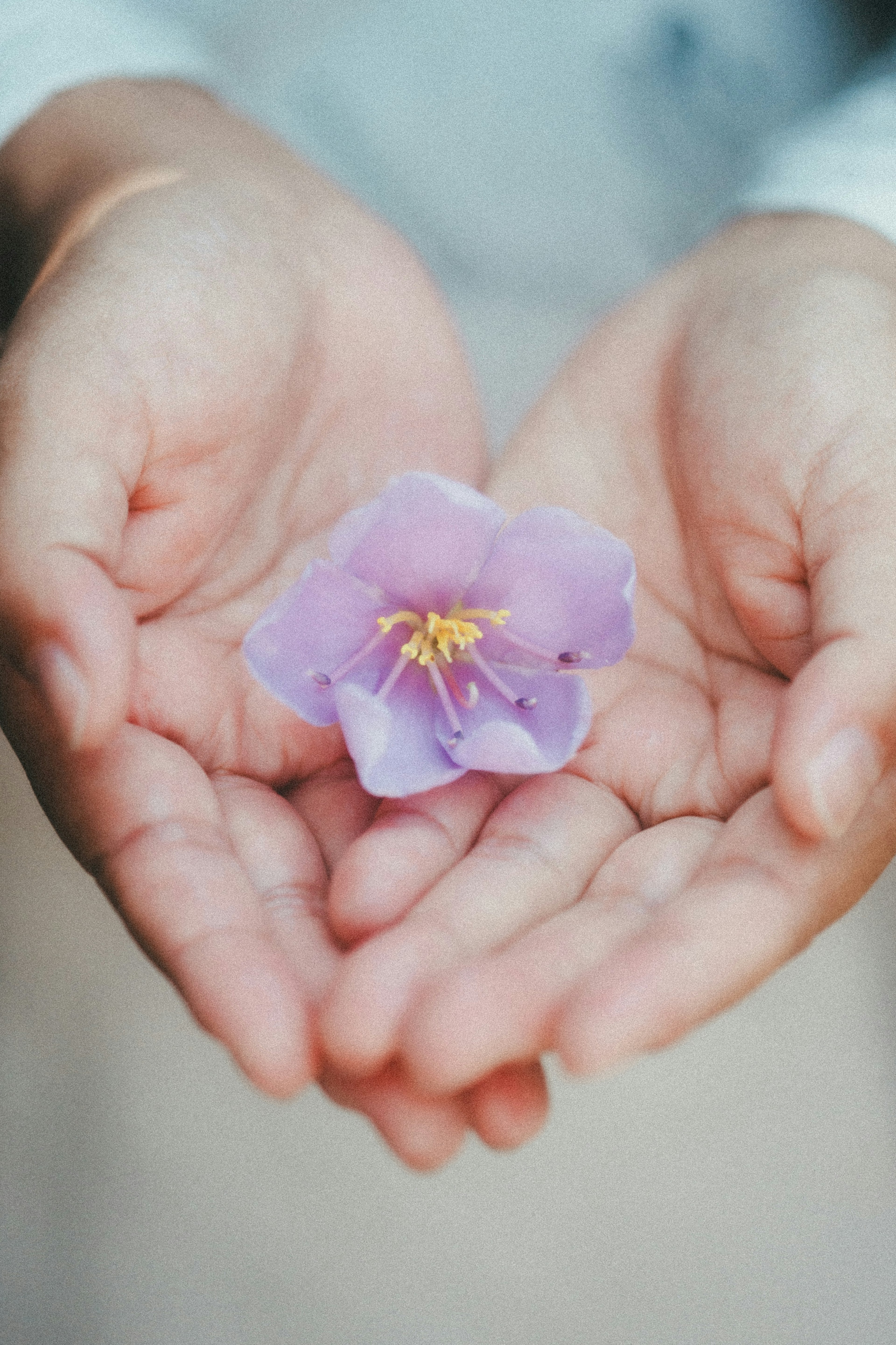 Un delicato fiore viola chiaro poggiato su mani aperte con stami gialli