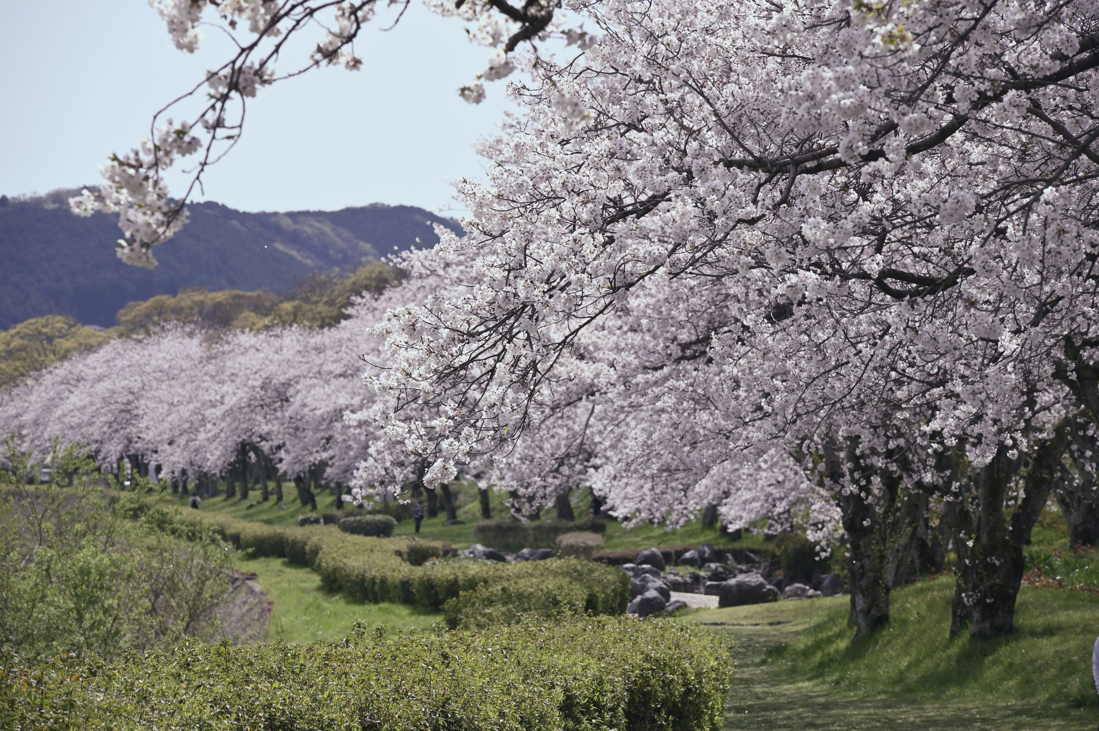 Bellissimo paesaggio con alberi di ciliegio in fiore