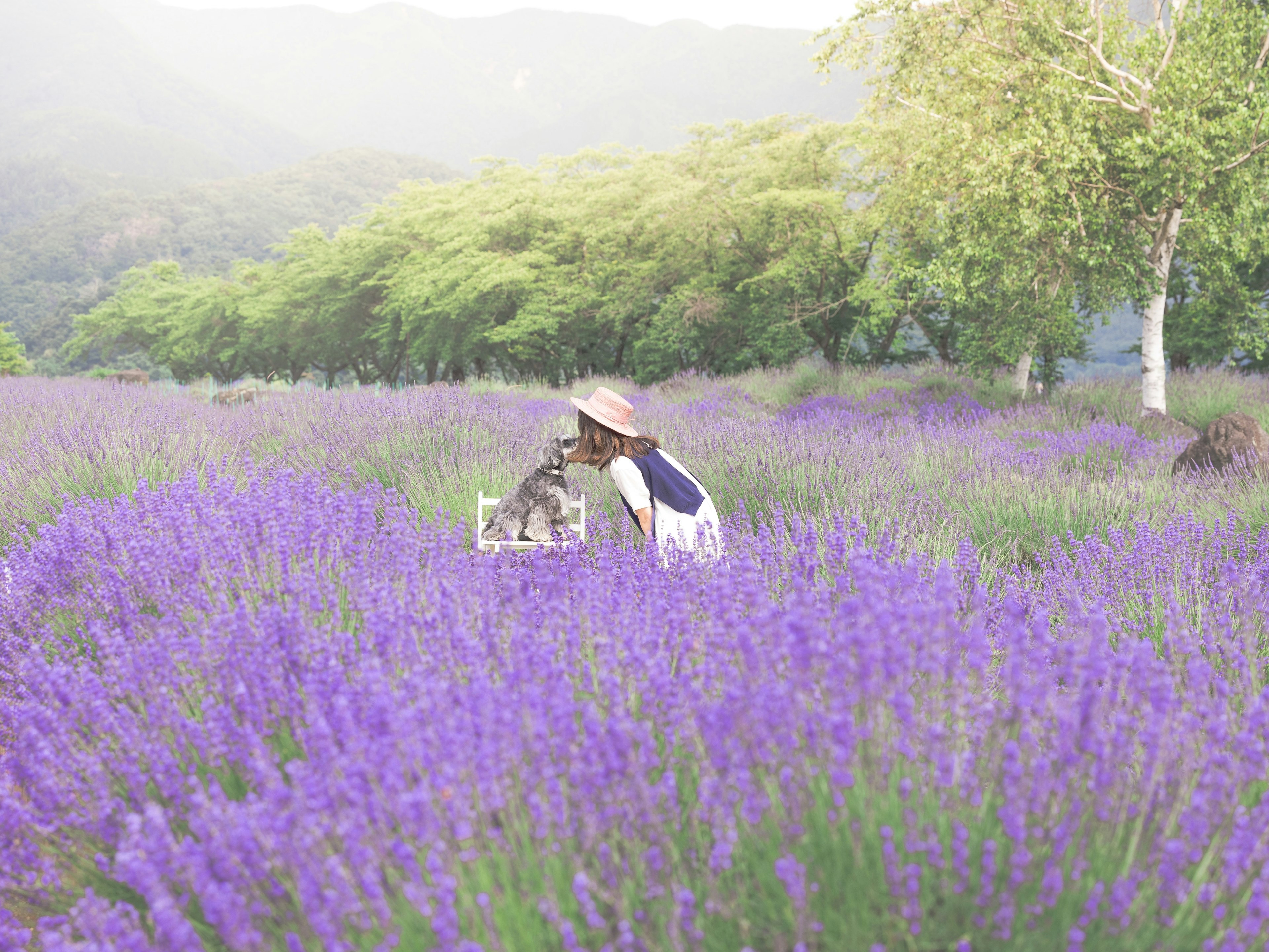 Woman in lavender field holding a cat