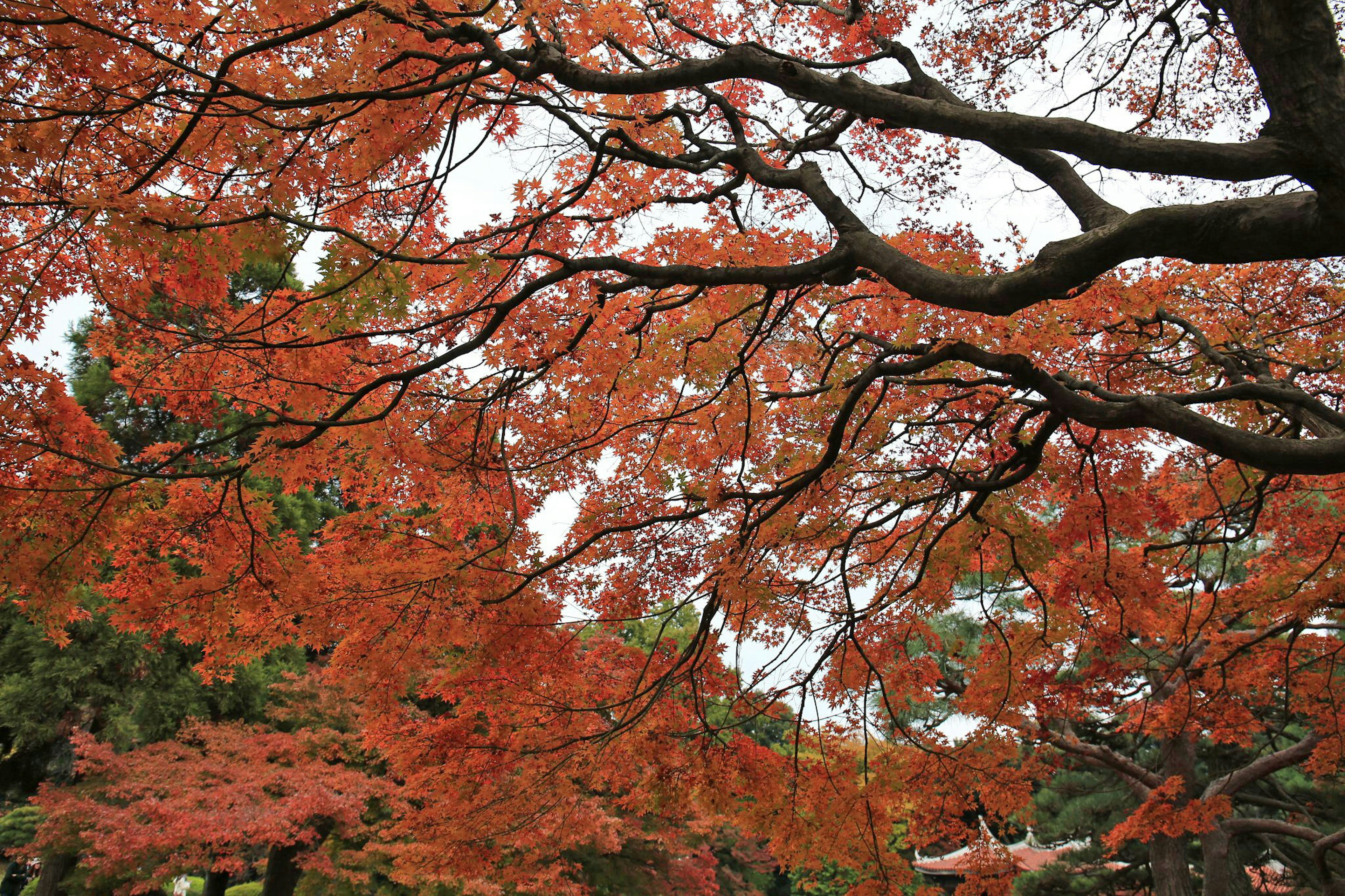 紅葉した木の枝が広がる風景