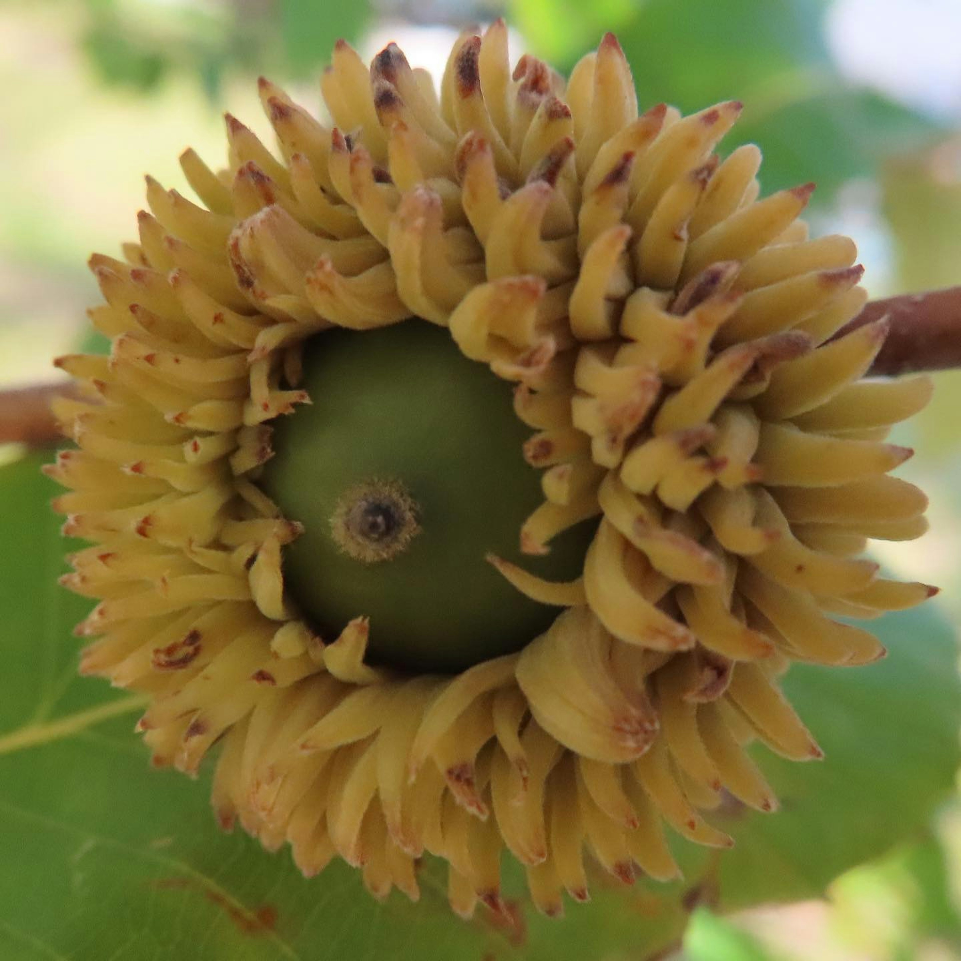 Sebuah bunga yang menyerupai lily dengan buah hijau di tengahnya