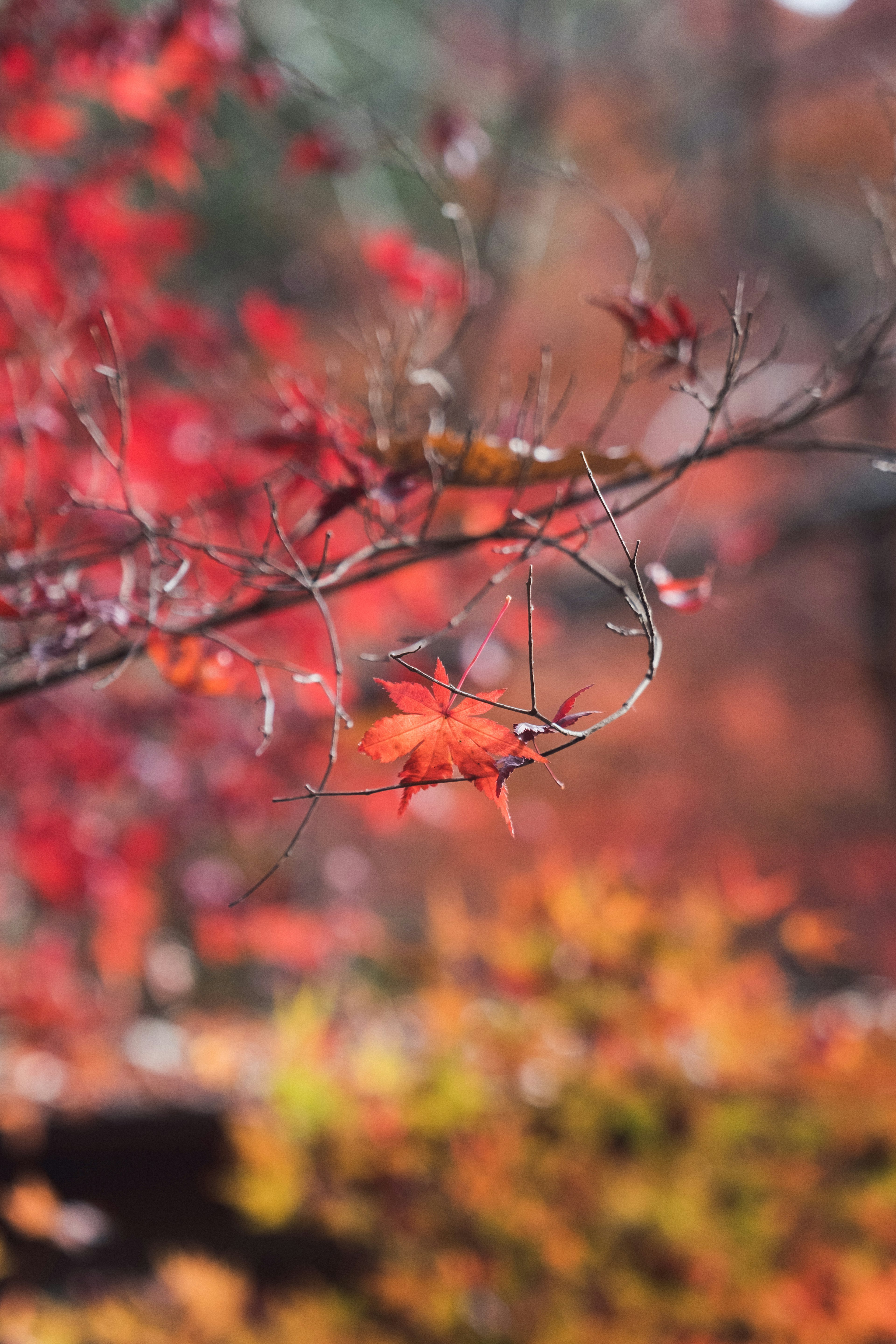 Primo piano di rami d'albero con foglie autunnali rosse e arancioni vivaci