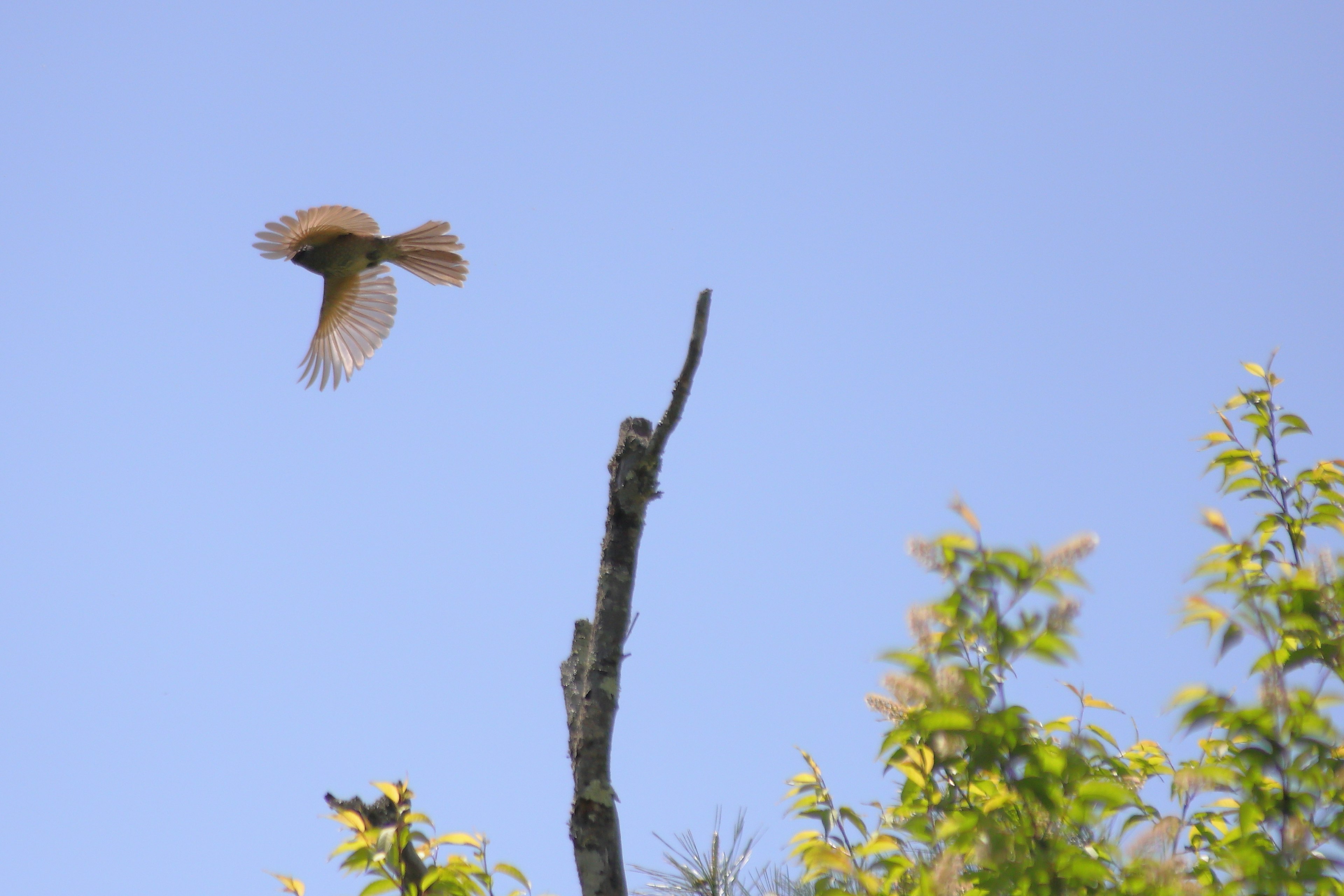 Un pequeño pájaro despegando contra un cielo azul con una rama de árbol de fondo