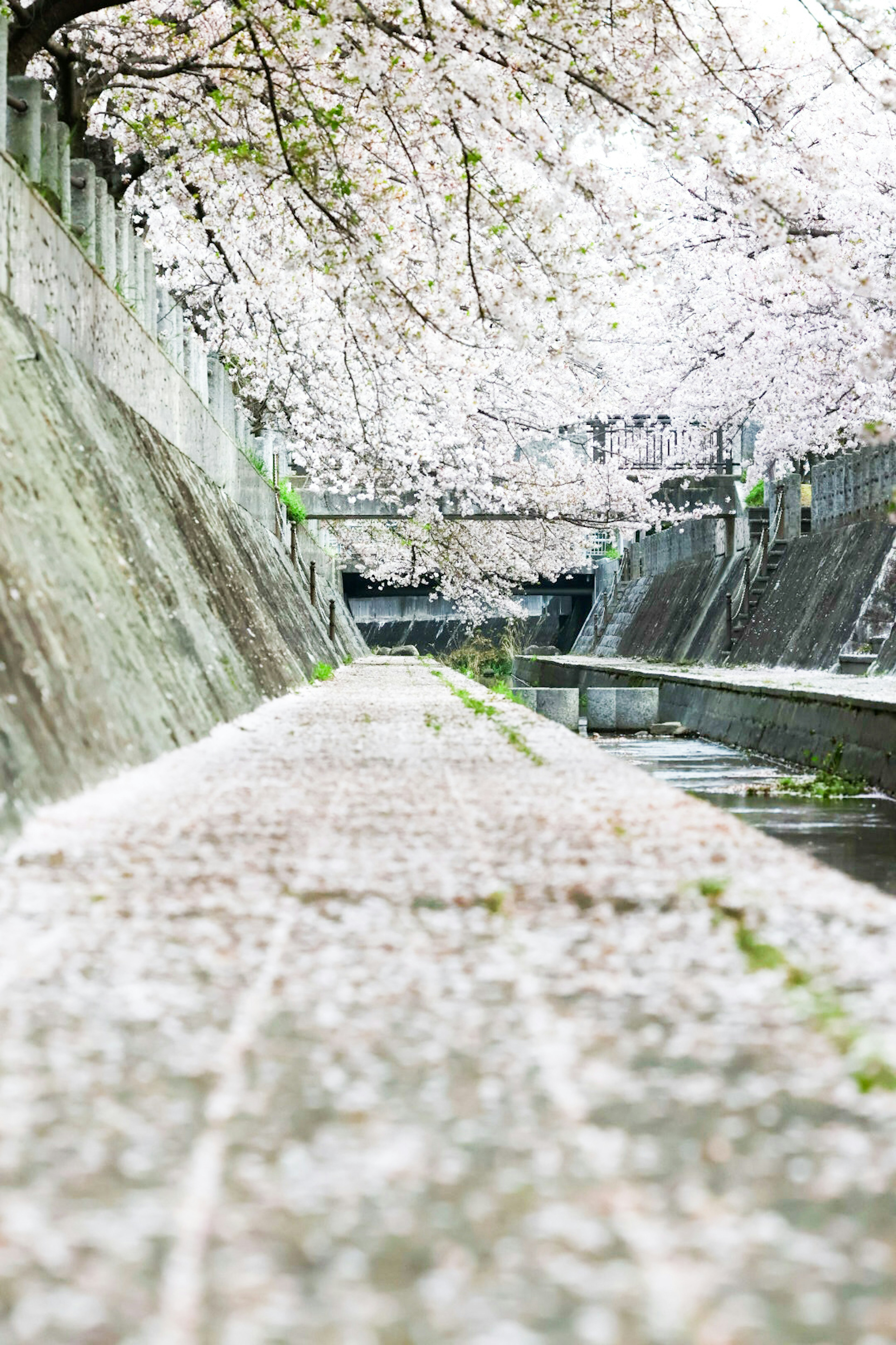 Pathway covered with cherry blossom petals alongside a waterway