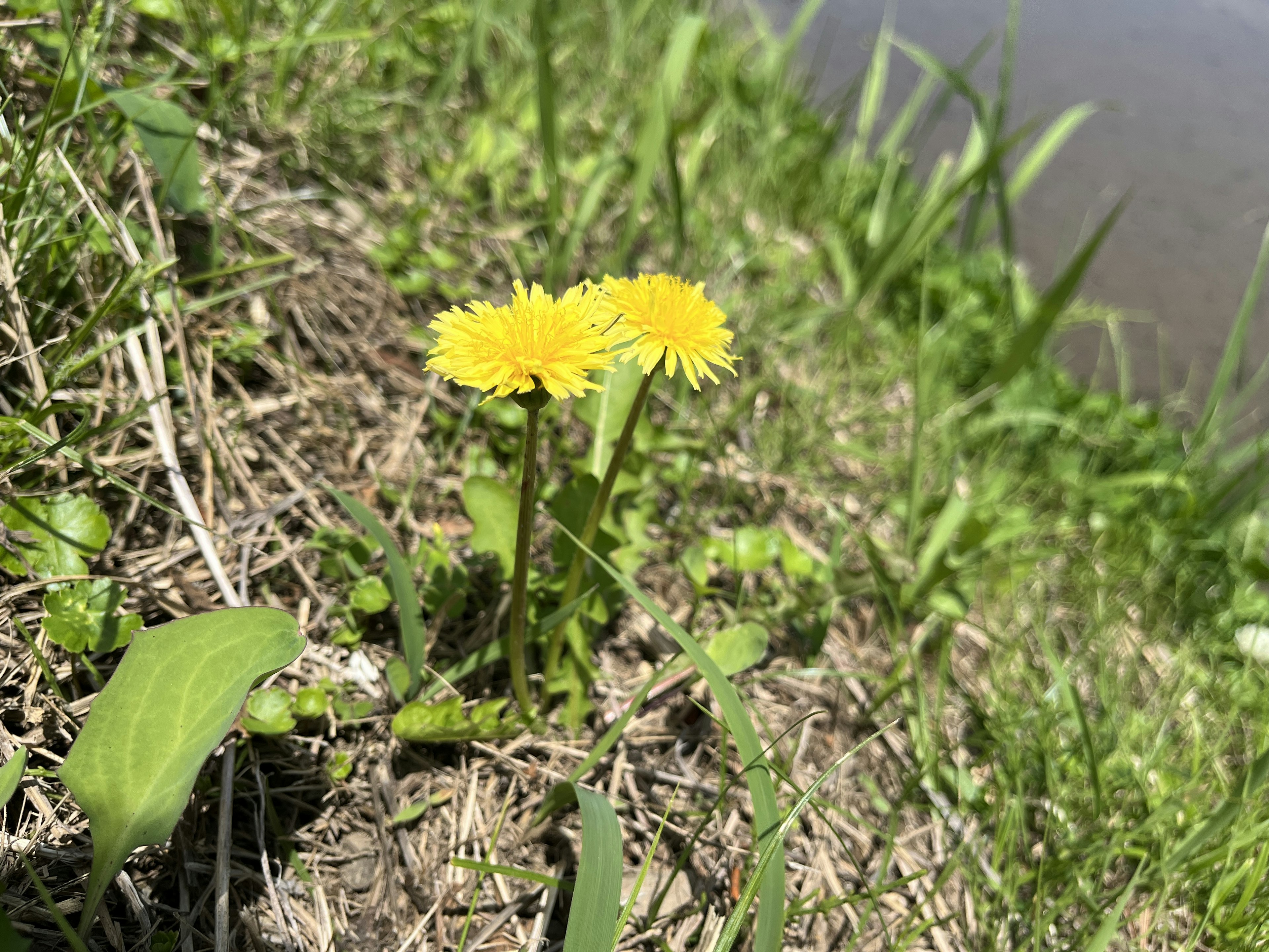 川の近くに咲く黄色いタンポポの花