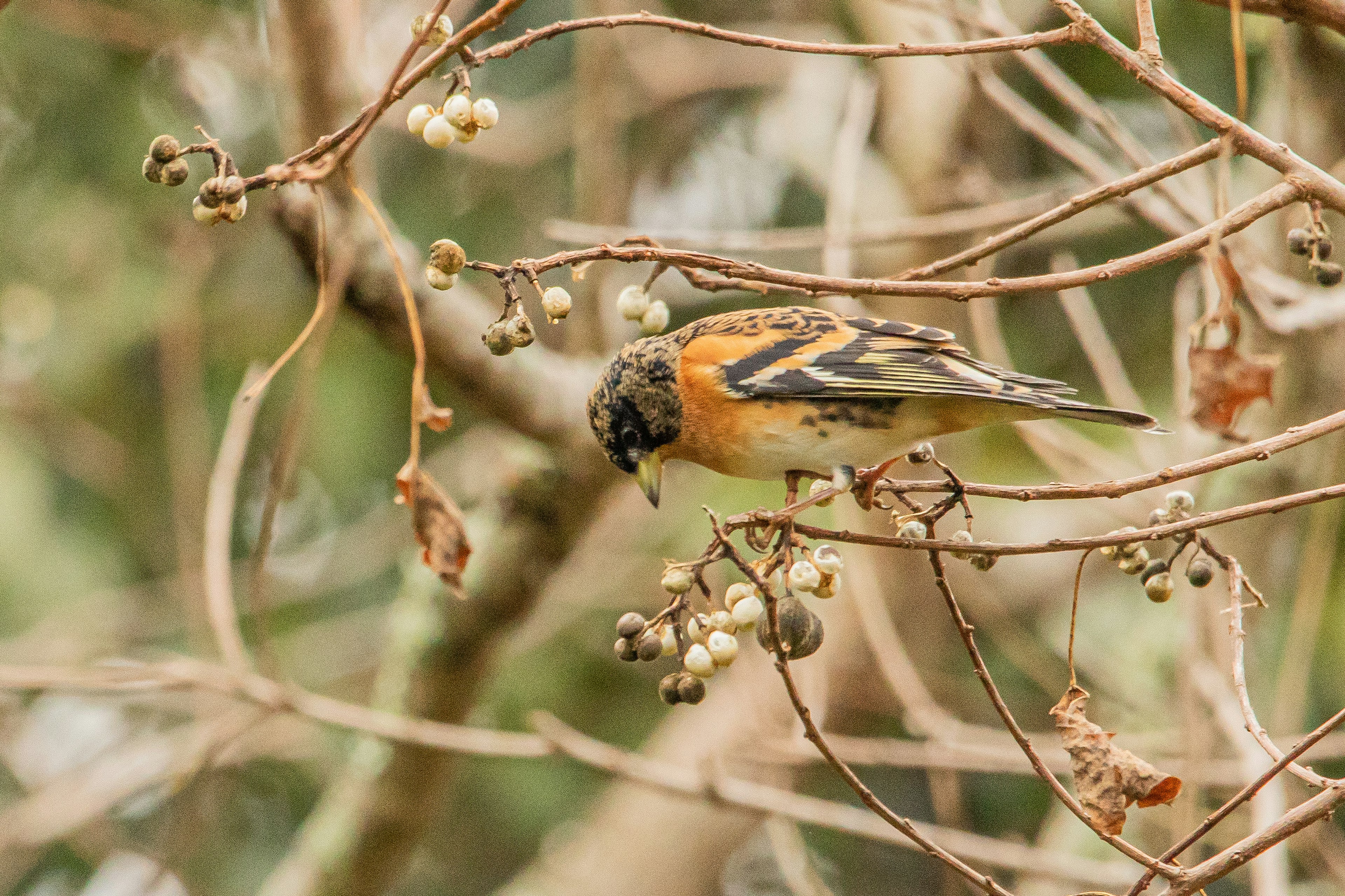 Ein kleiner Vogel mit orangefarbenen und schwarzen Federn, der auf trockenen Ästen sitzt