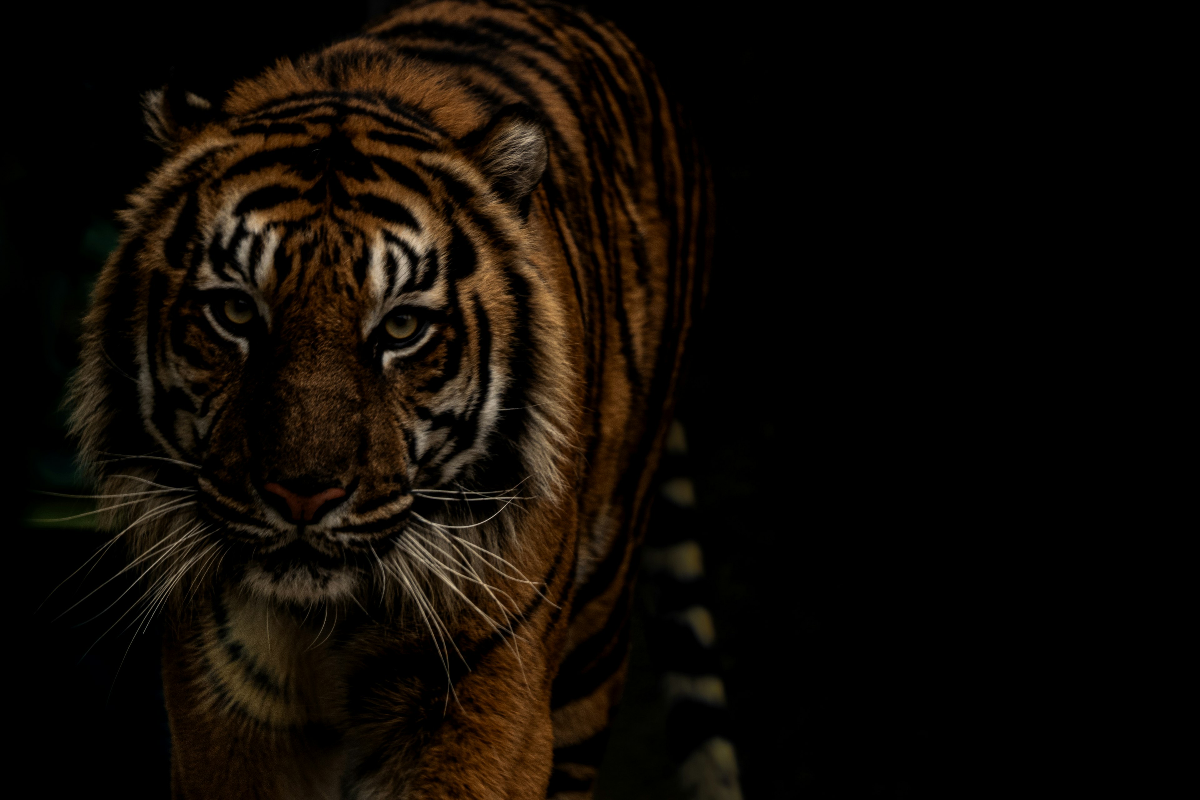 Close-up image of a tiger walking against a black background