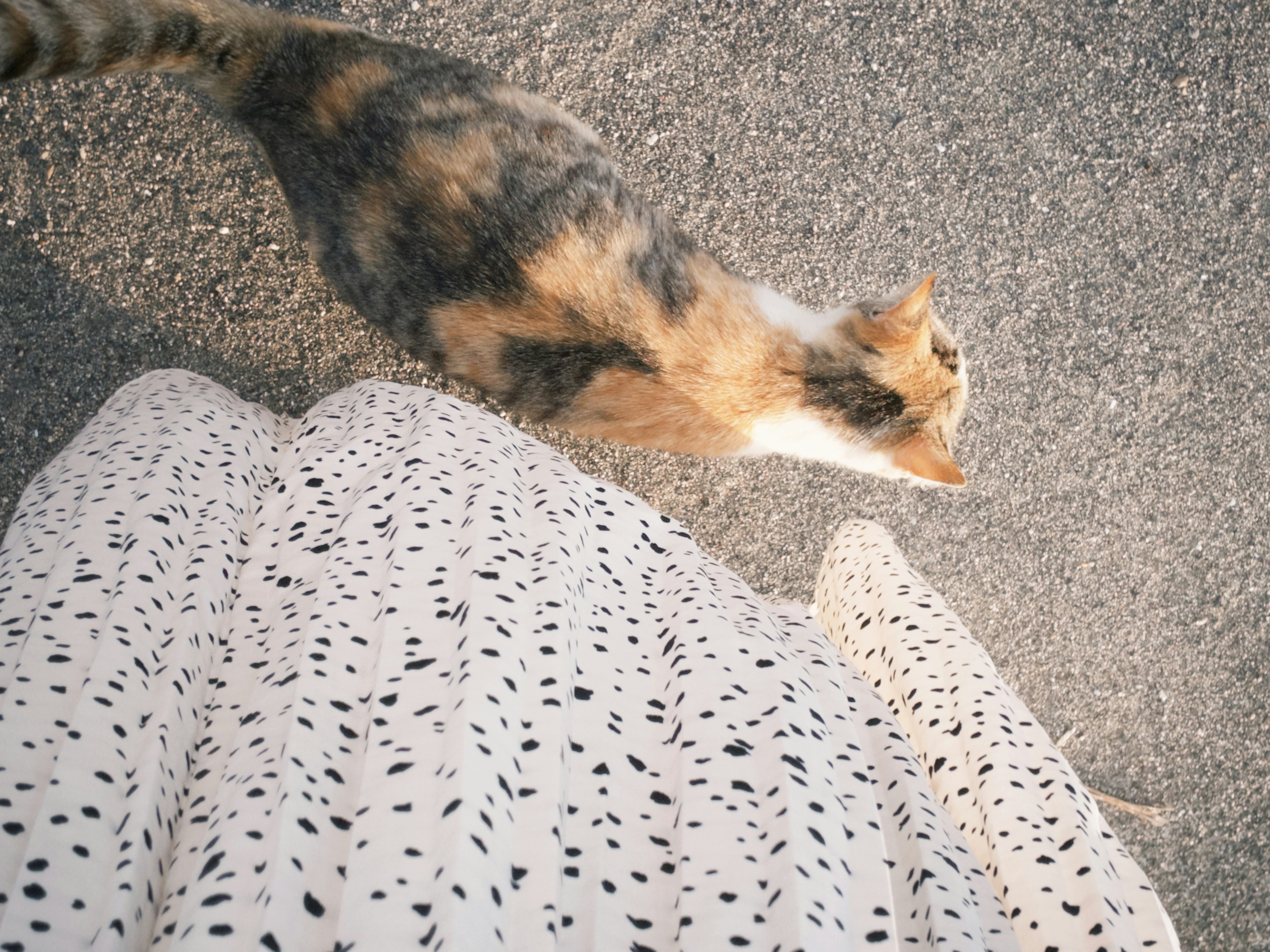 Photo d'une personne marchant avec un chat à ses pieds