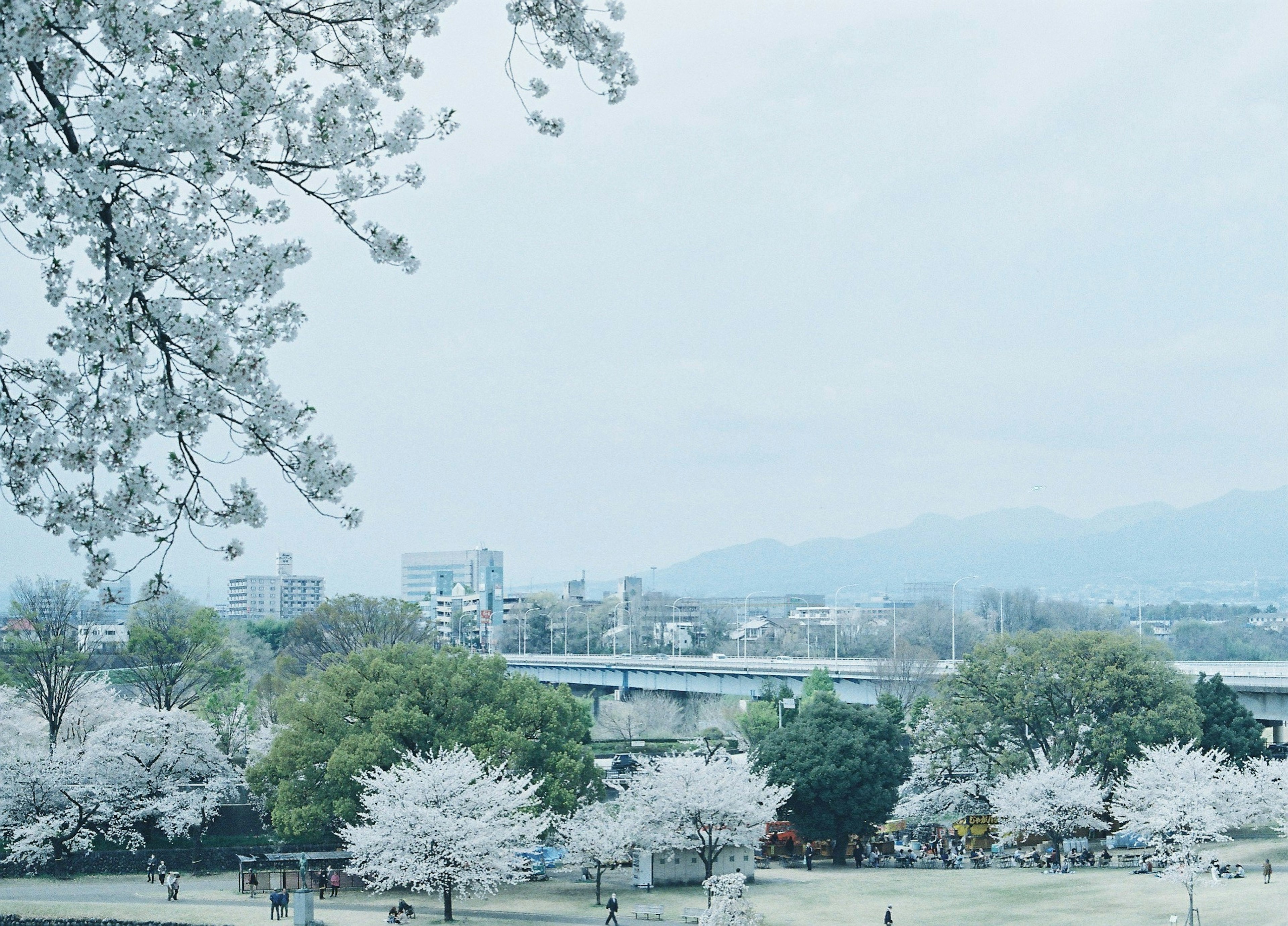 桜の花が咲く風景と静かな川の近くの都市の景色