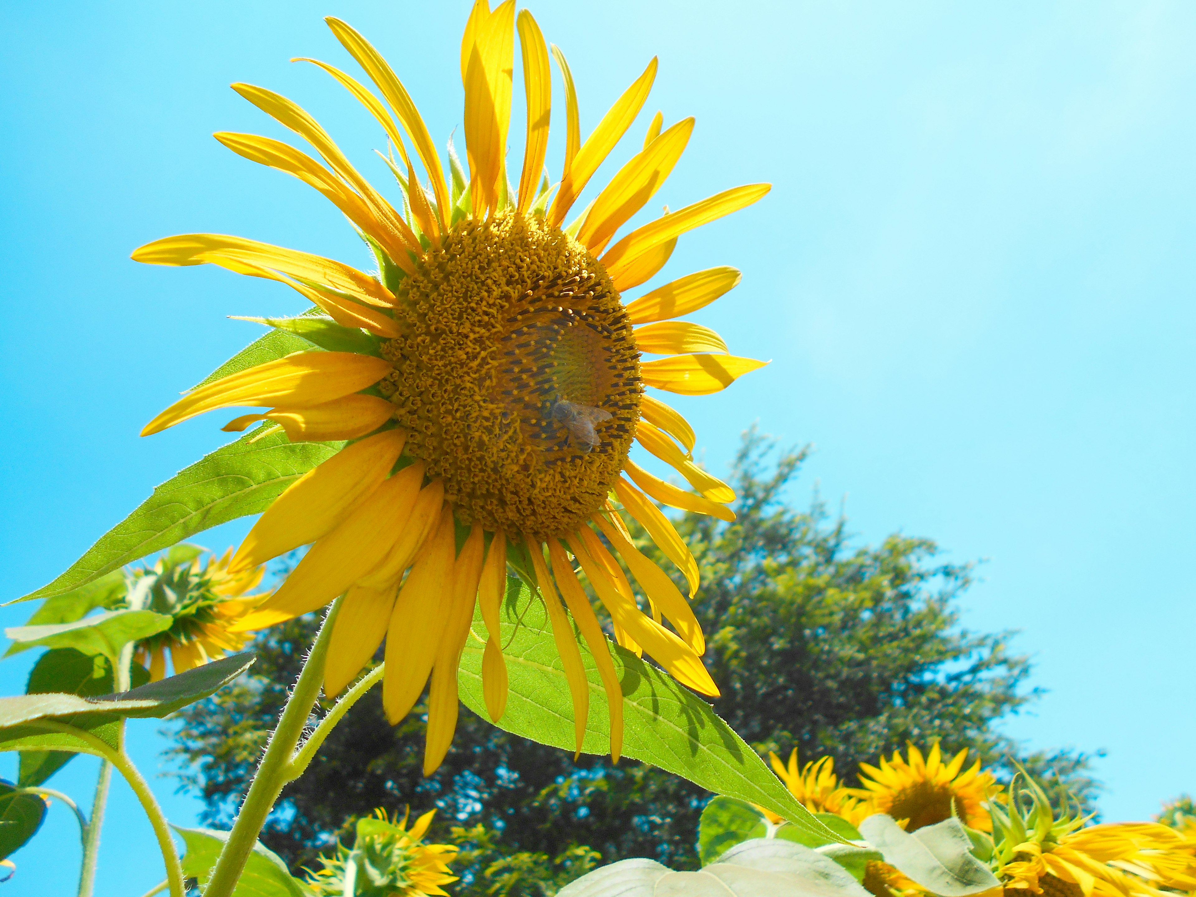 Large sunflower blooming under bright blue sky