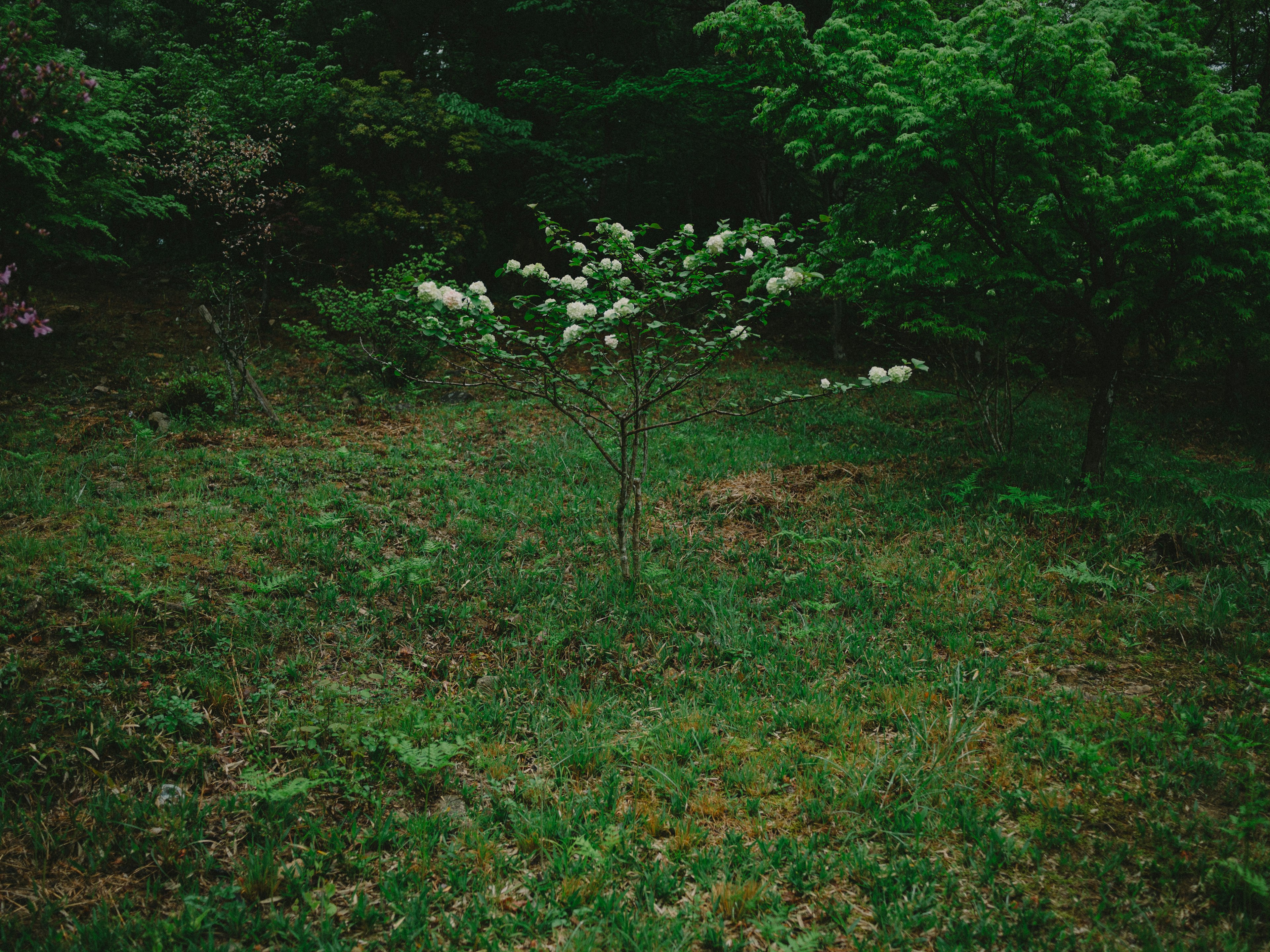 A small tree with white flowers stands in a green meadow