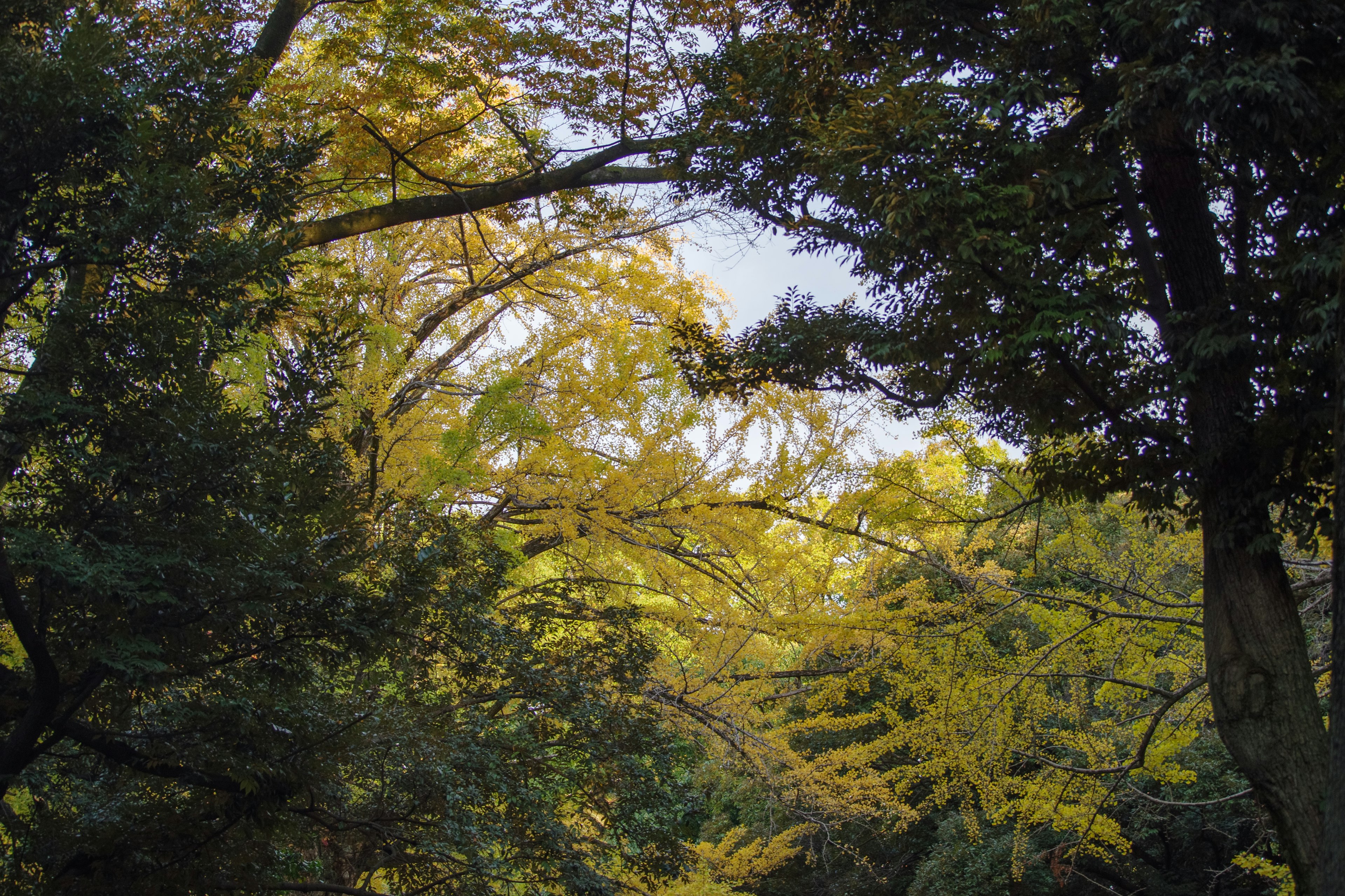 Arbre aux feuilles jaunes visible parmi des arbres verts luxuriants