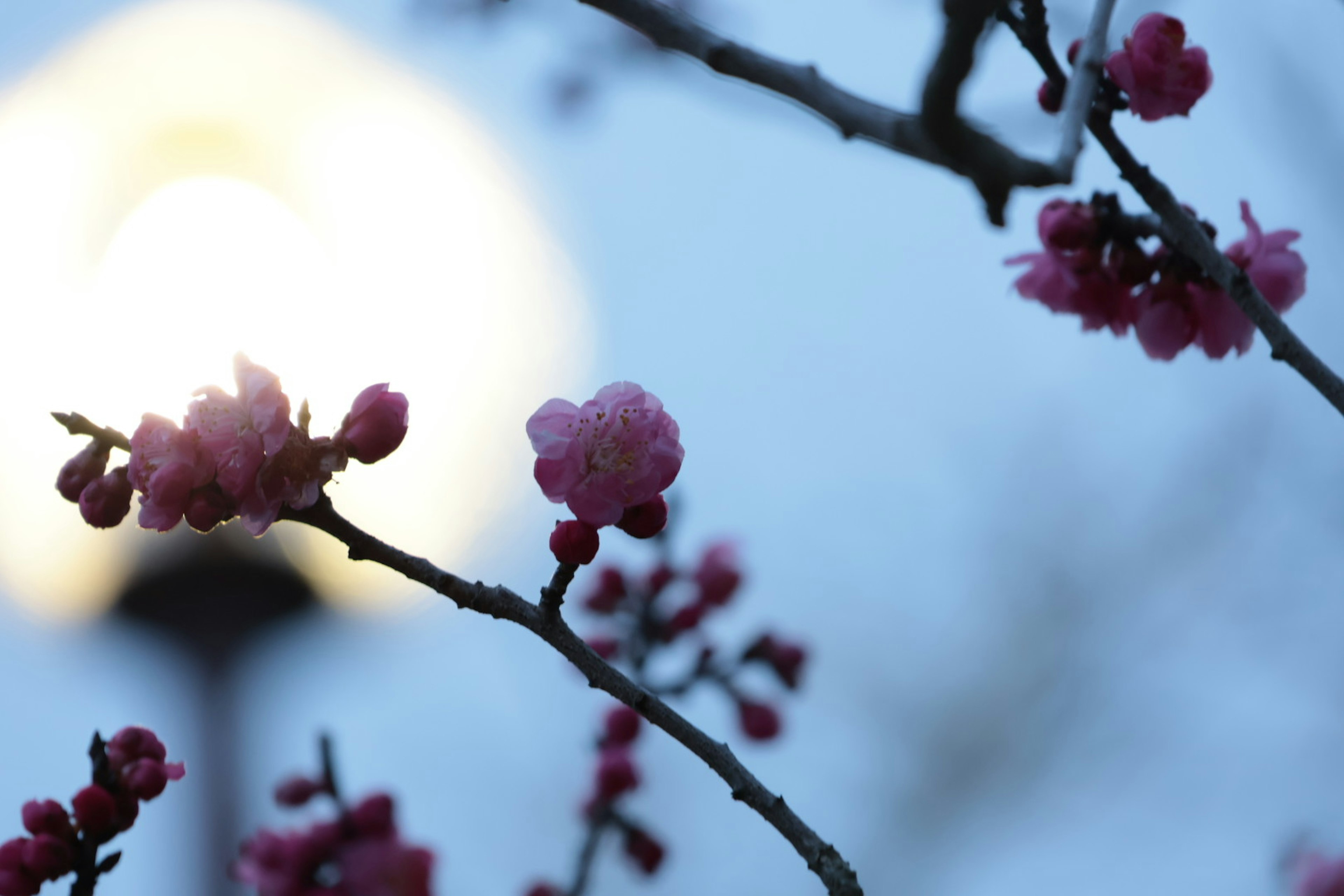 Flores de cerezo floreciendo contra una luz suave