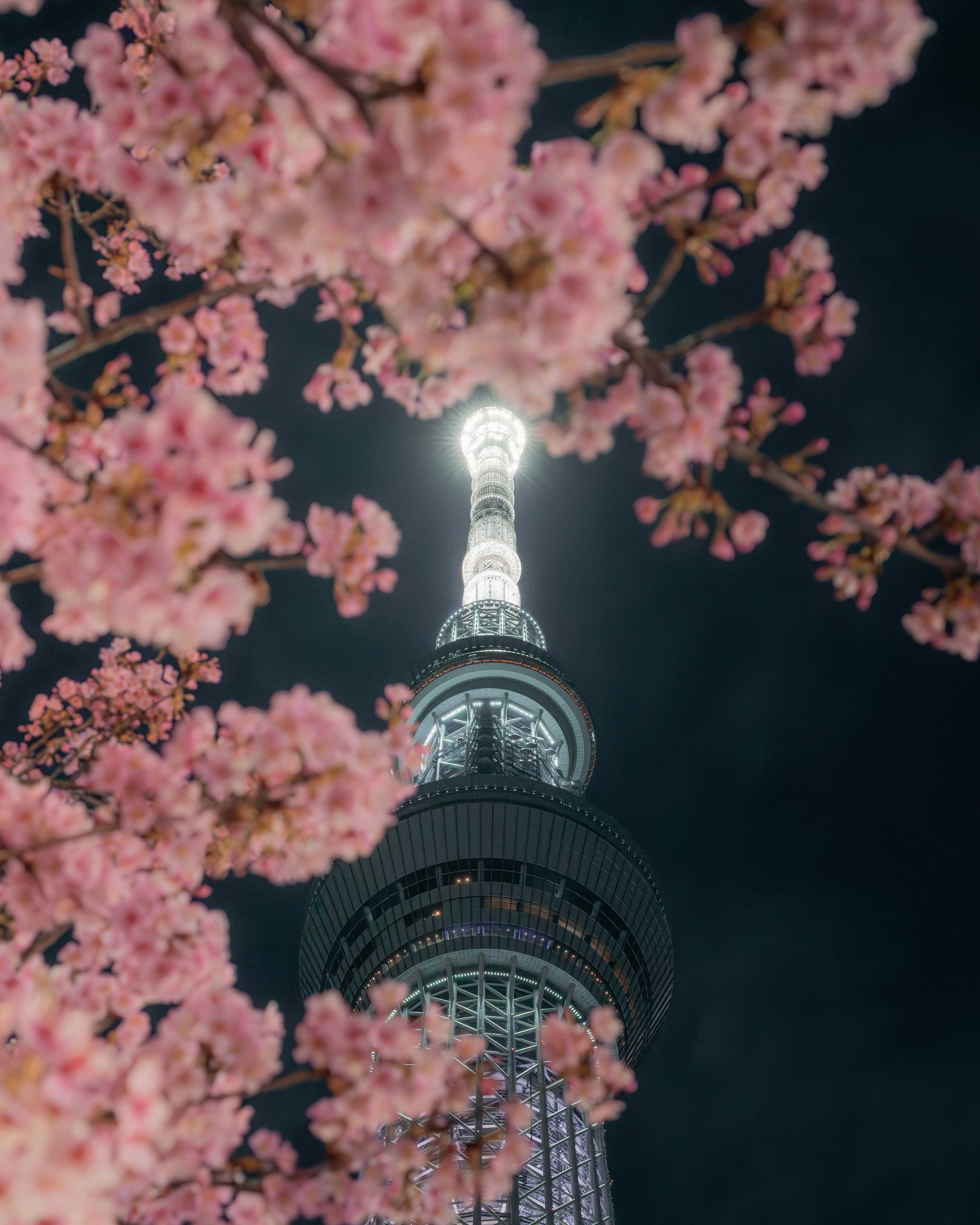 桜の花に囲まれた東京スカイツリーの夜景