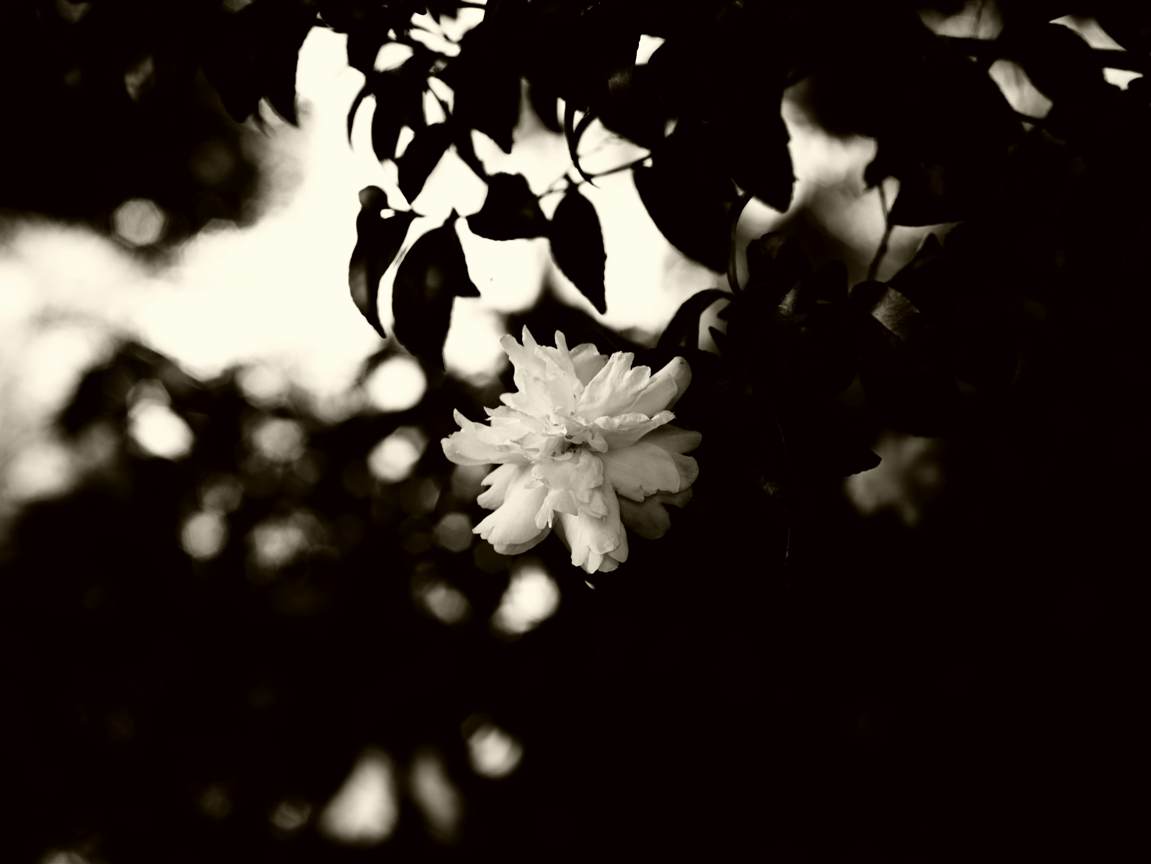 Photo en noir et blanc d'une fleur blanche parmi des feuilles sombres