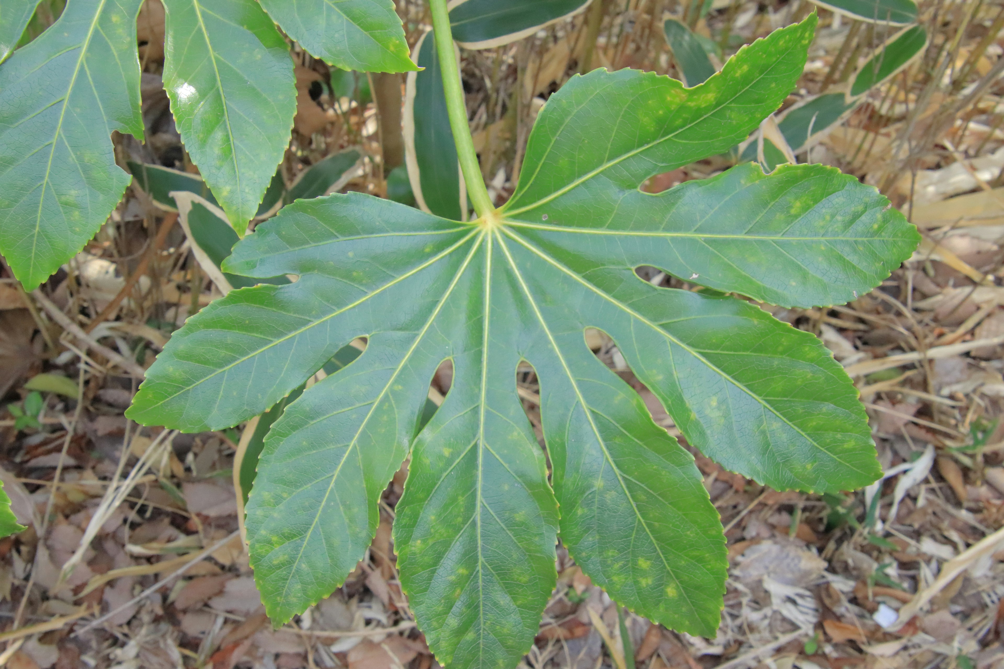 Large green leaf spreading radially from stem