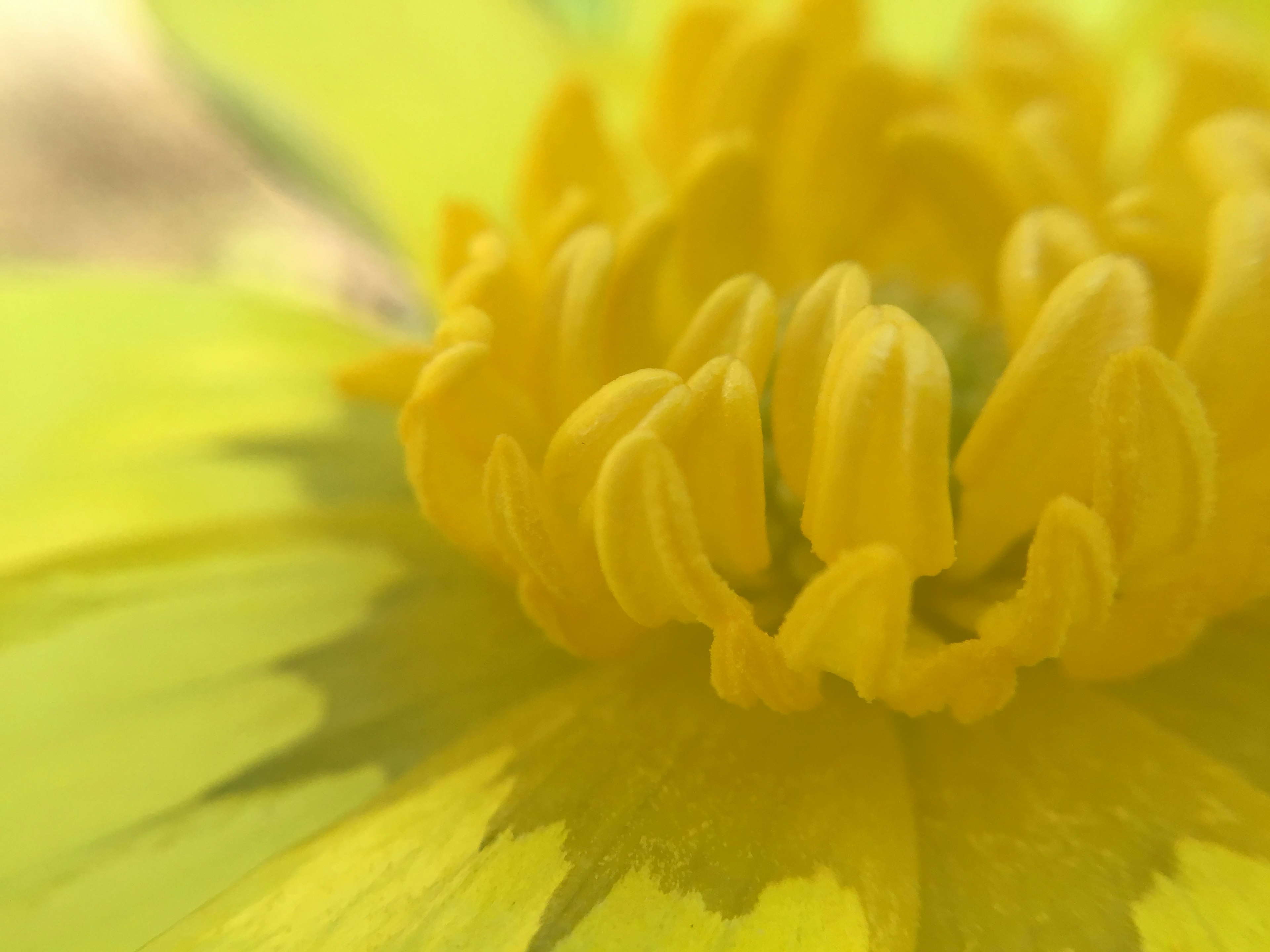 Primo piano di un fiore giallo vibrante che mostra petali delicati