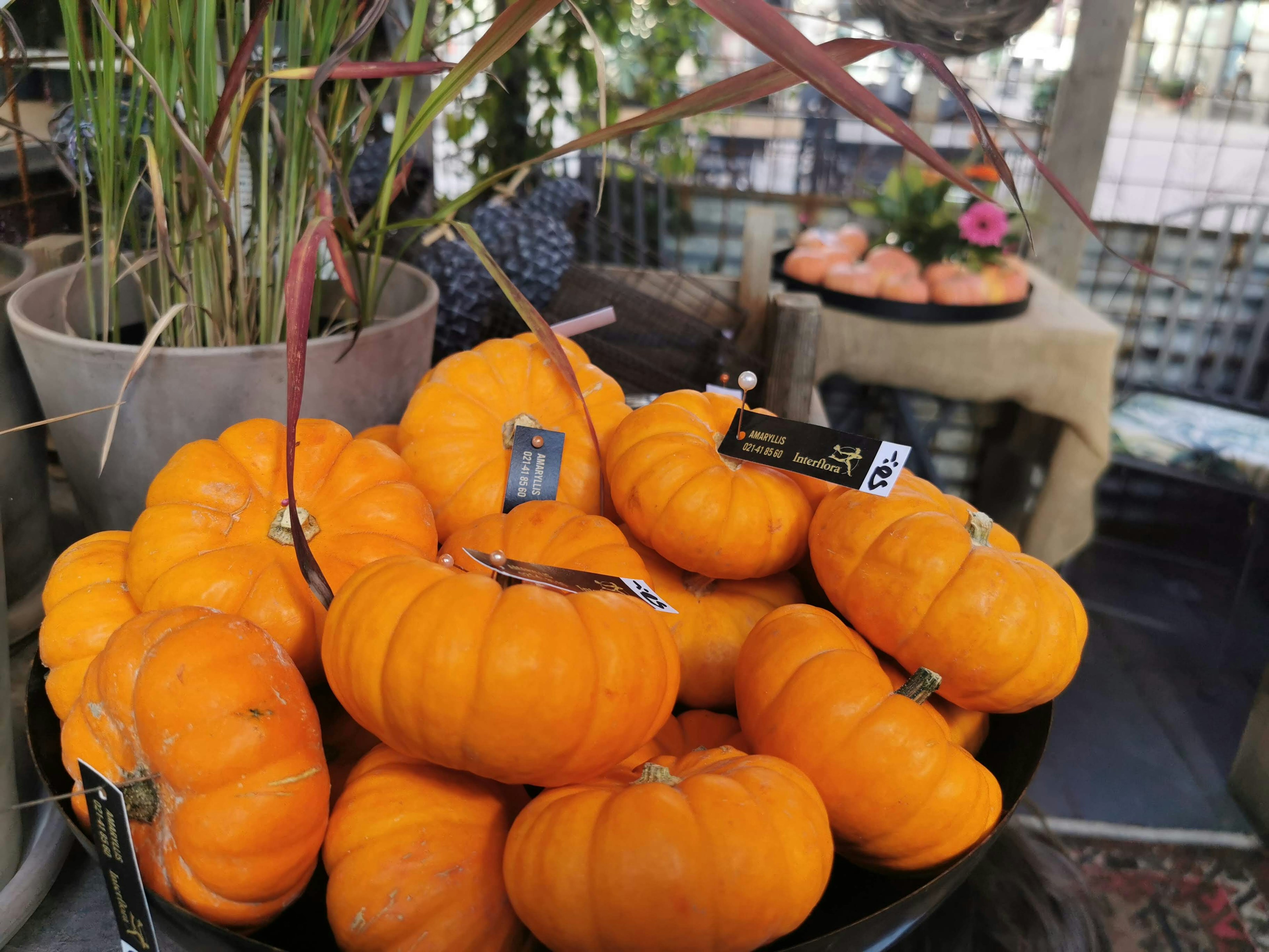 A vibrant display of small orange pumpkins arranged in a bowl with decorative elements in the background