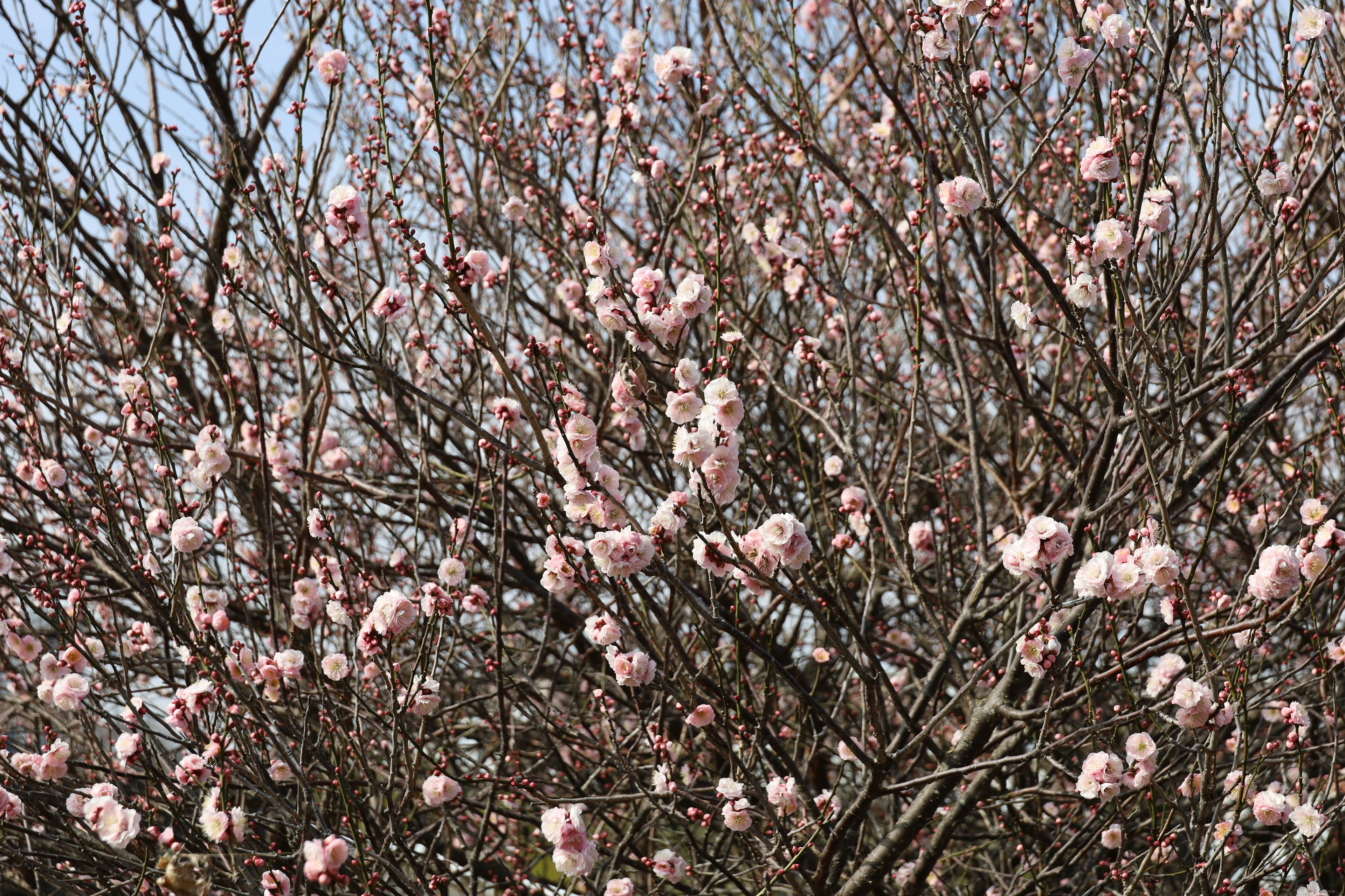 Close-up of tree branches with blooming cherry blossoms