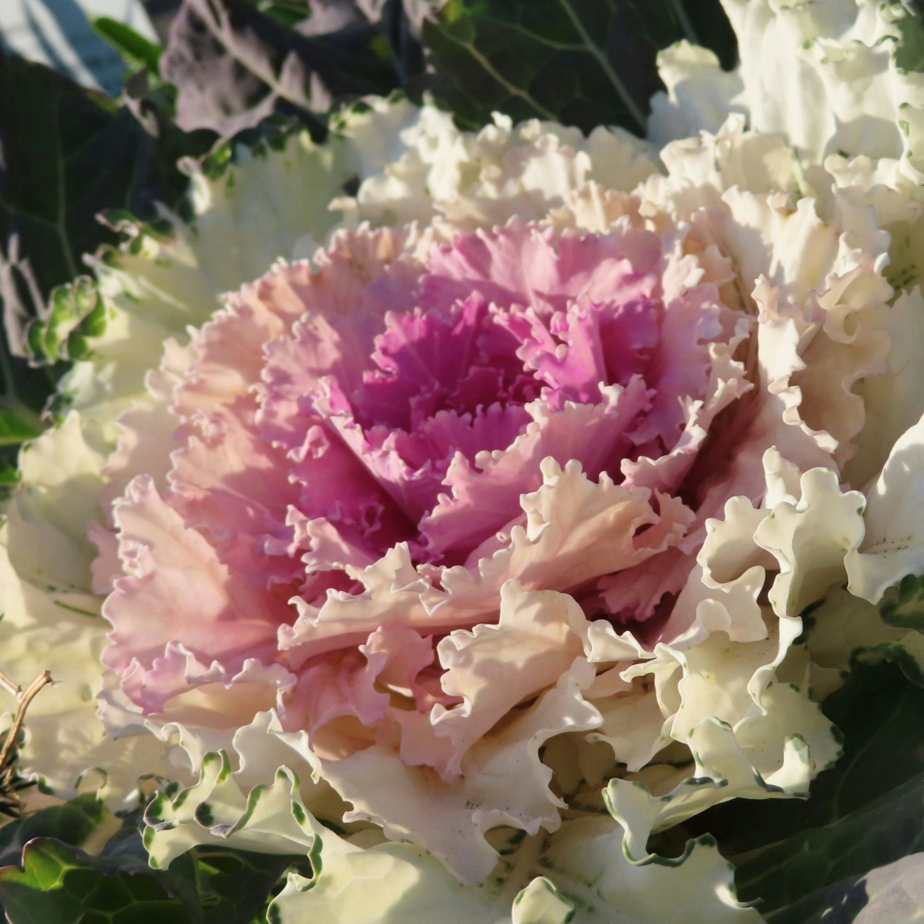 Primo piano di un fiore di cavolo con petali colorati