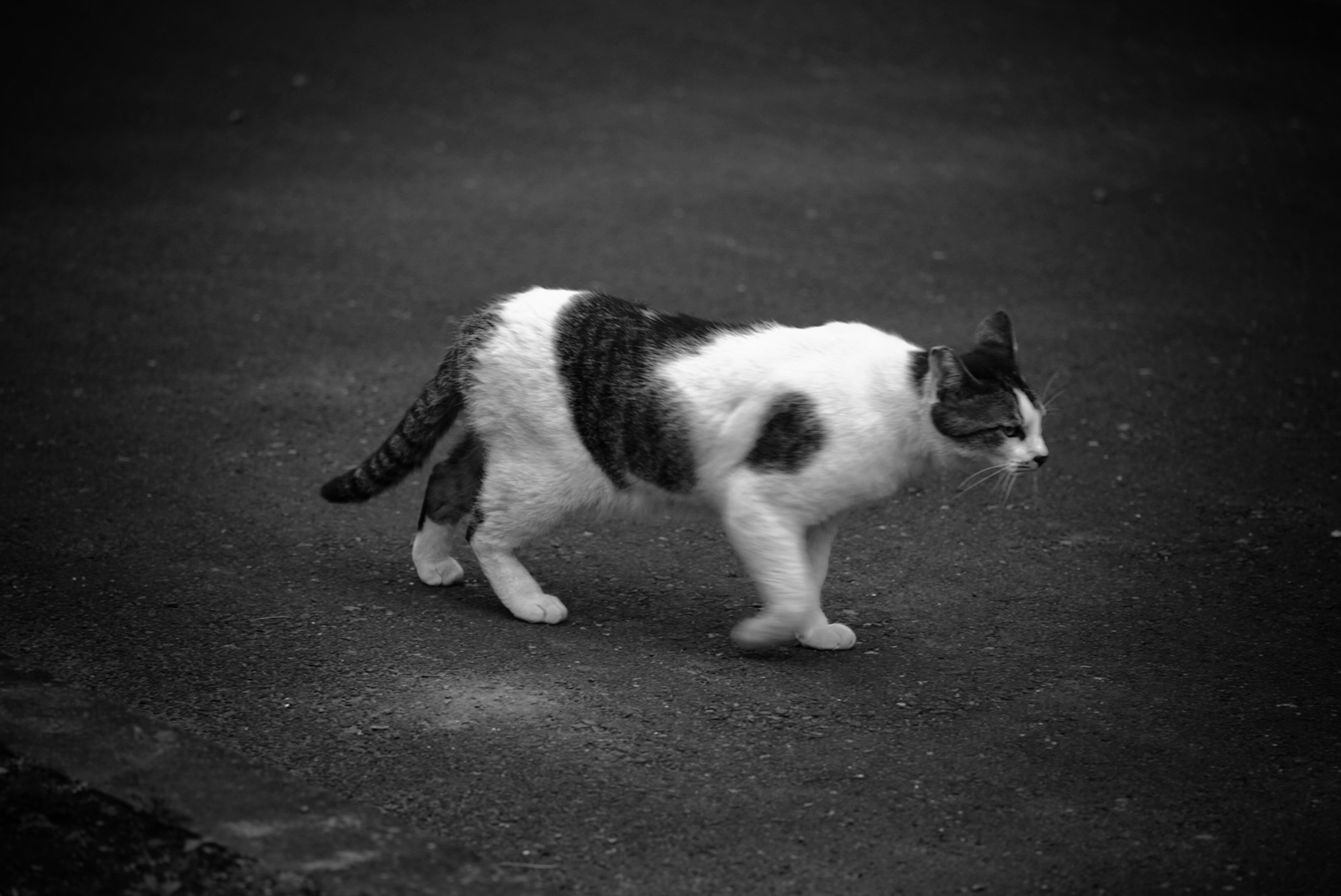 Un gato negro y blanco caminando sobre una superficie en blanco y negro