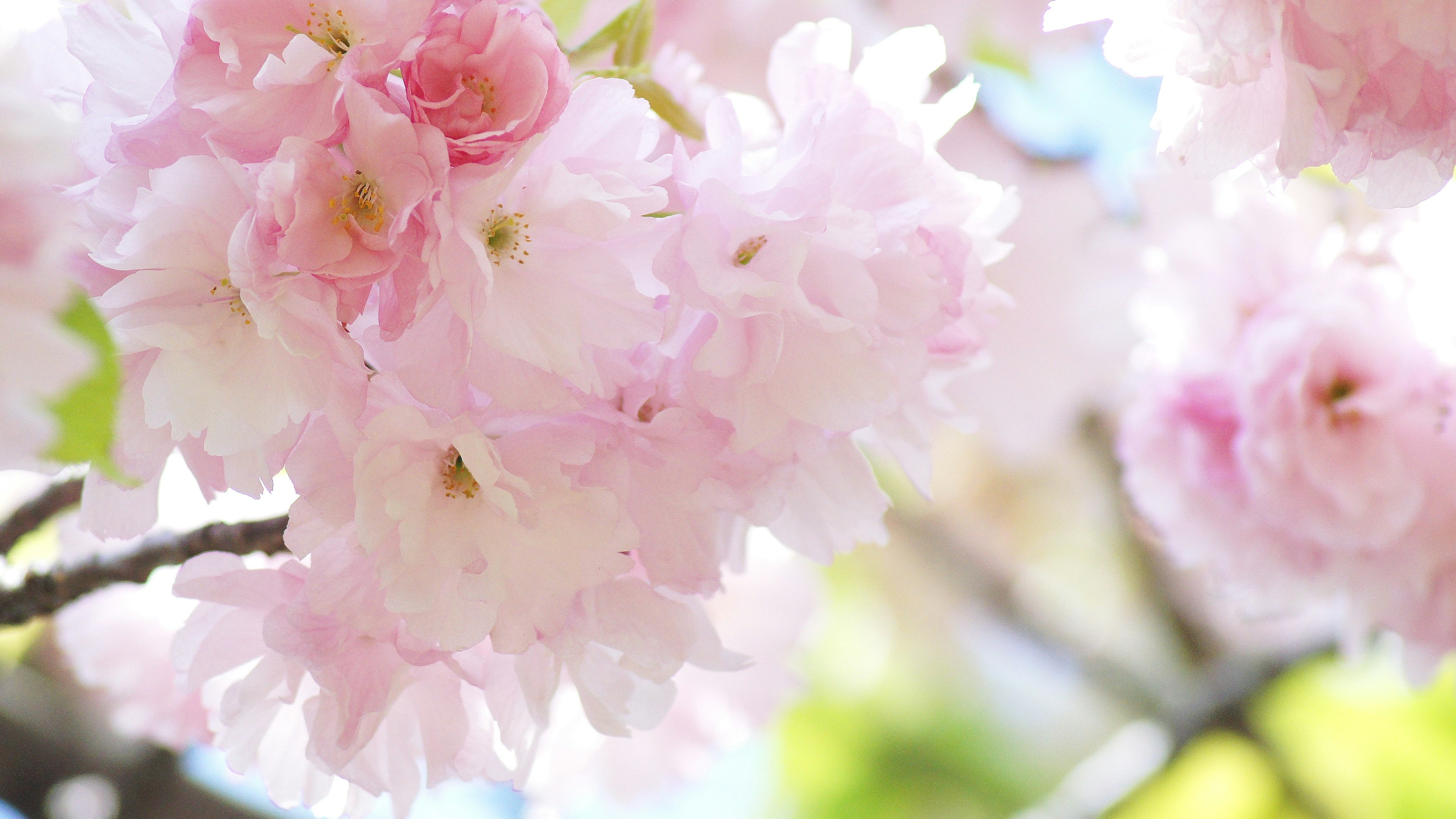 Nahaufnahme von zarten rosa Kirschblüten an einem Ast