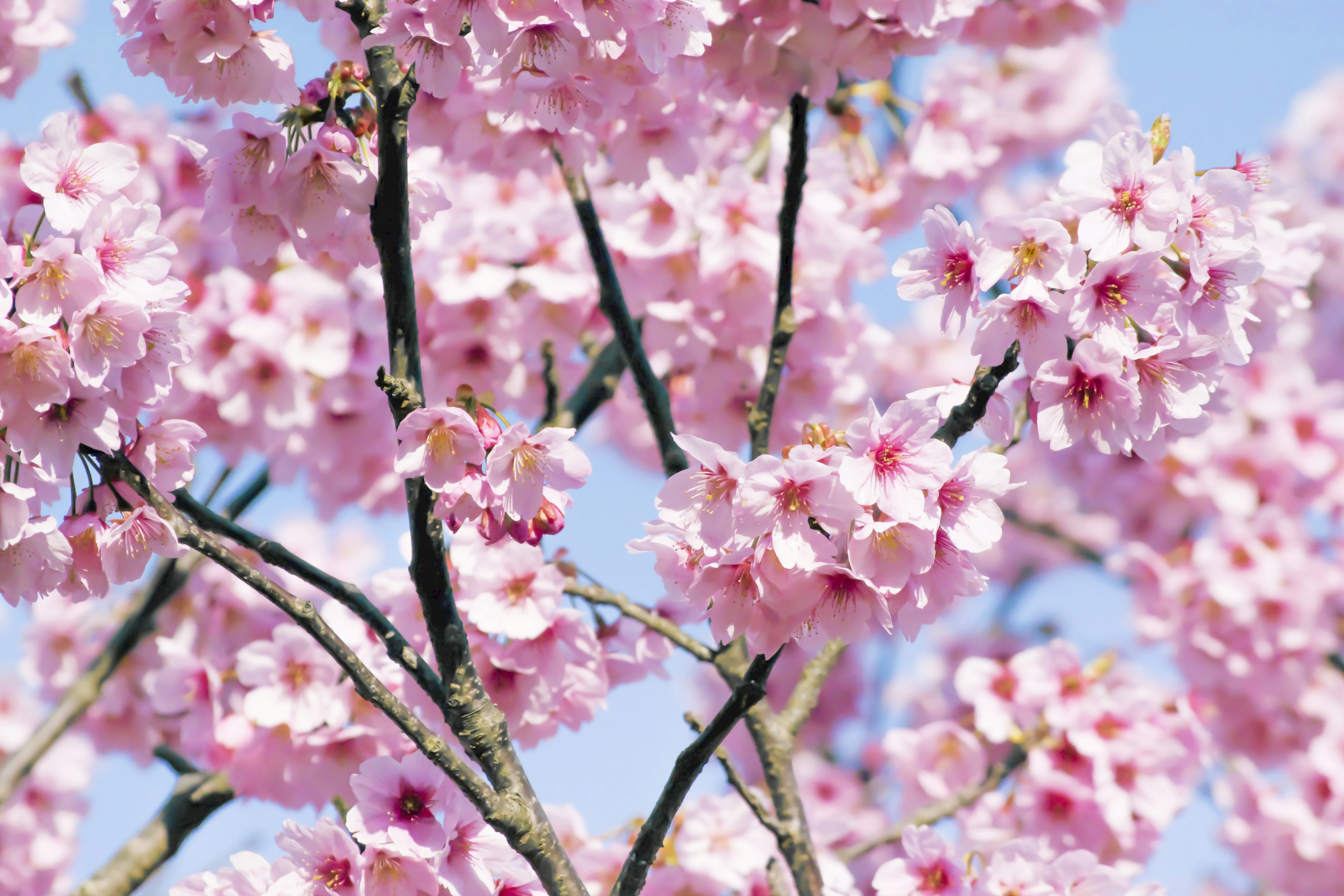 Beautiful cherry blossom flowers on tree branches