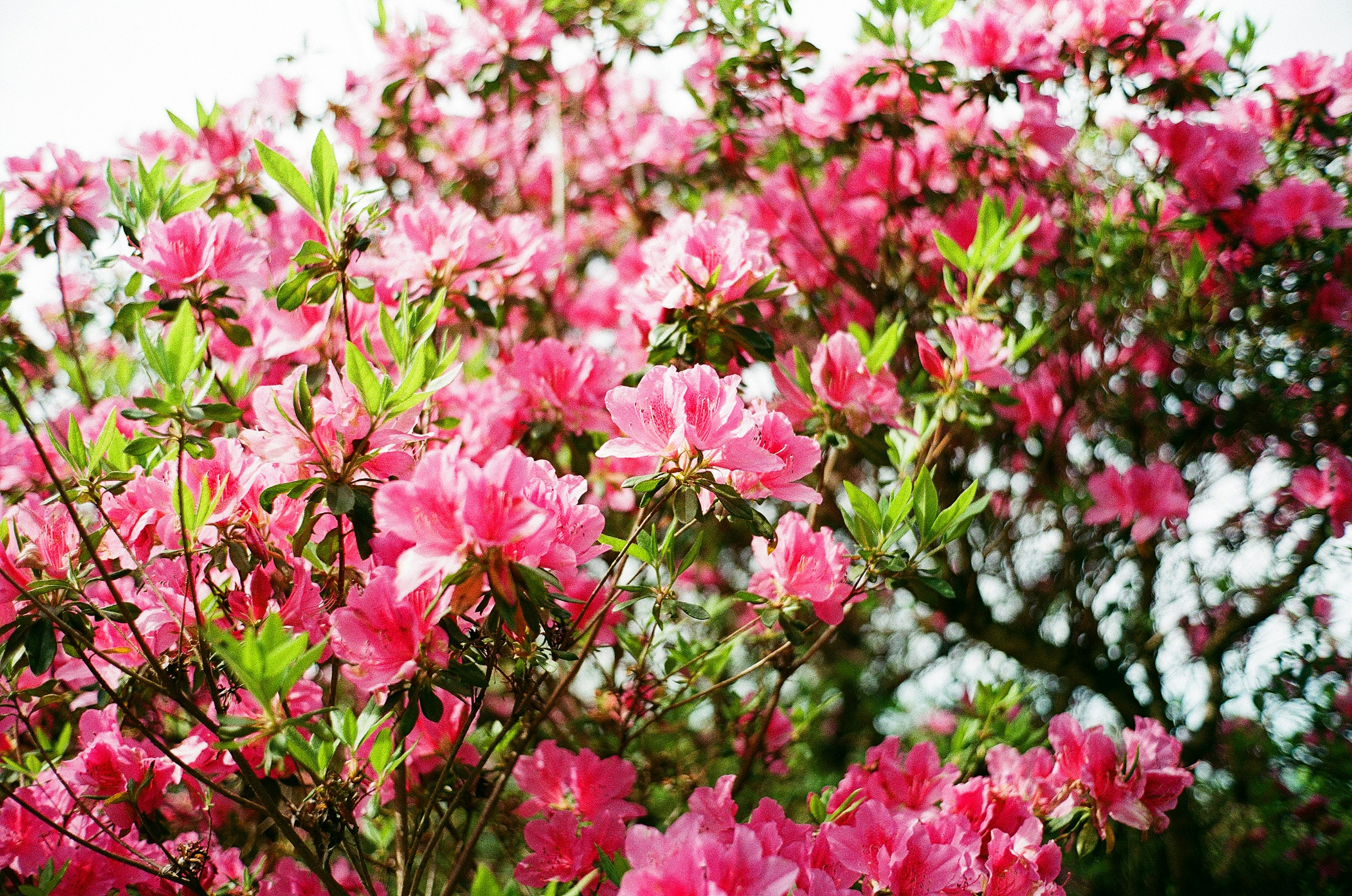 鮮やかなピンクのツツジの花が咲いている木